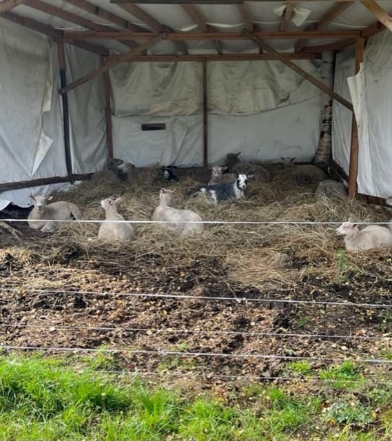 Elämyksellinen majoitus farmilla