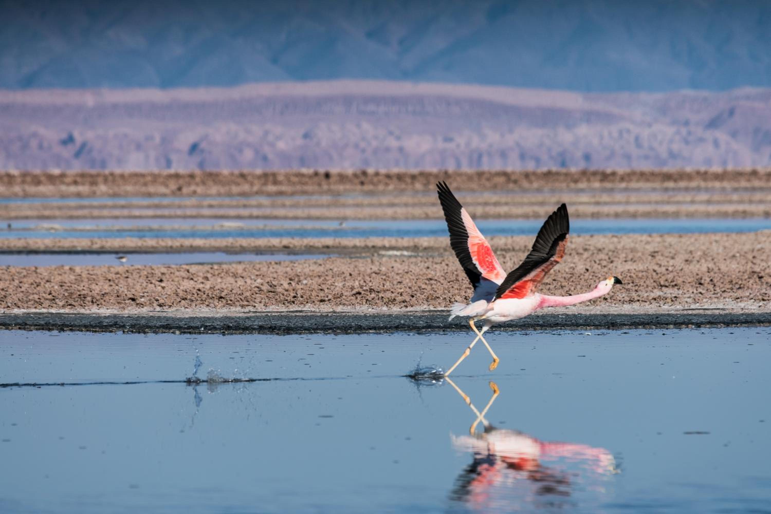 Ckoi Atacama Lodge