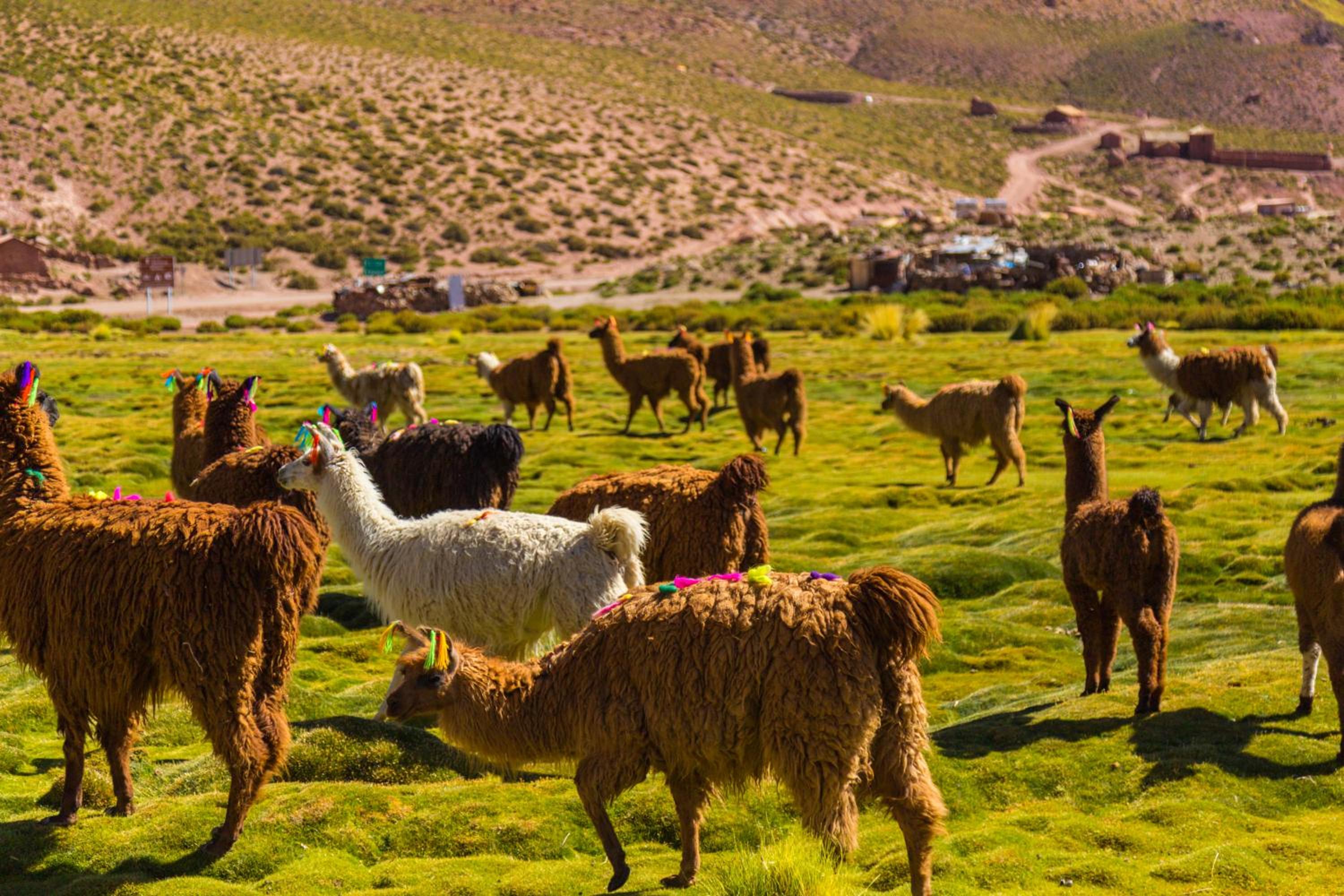 Ckoi Atacama Lodge