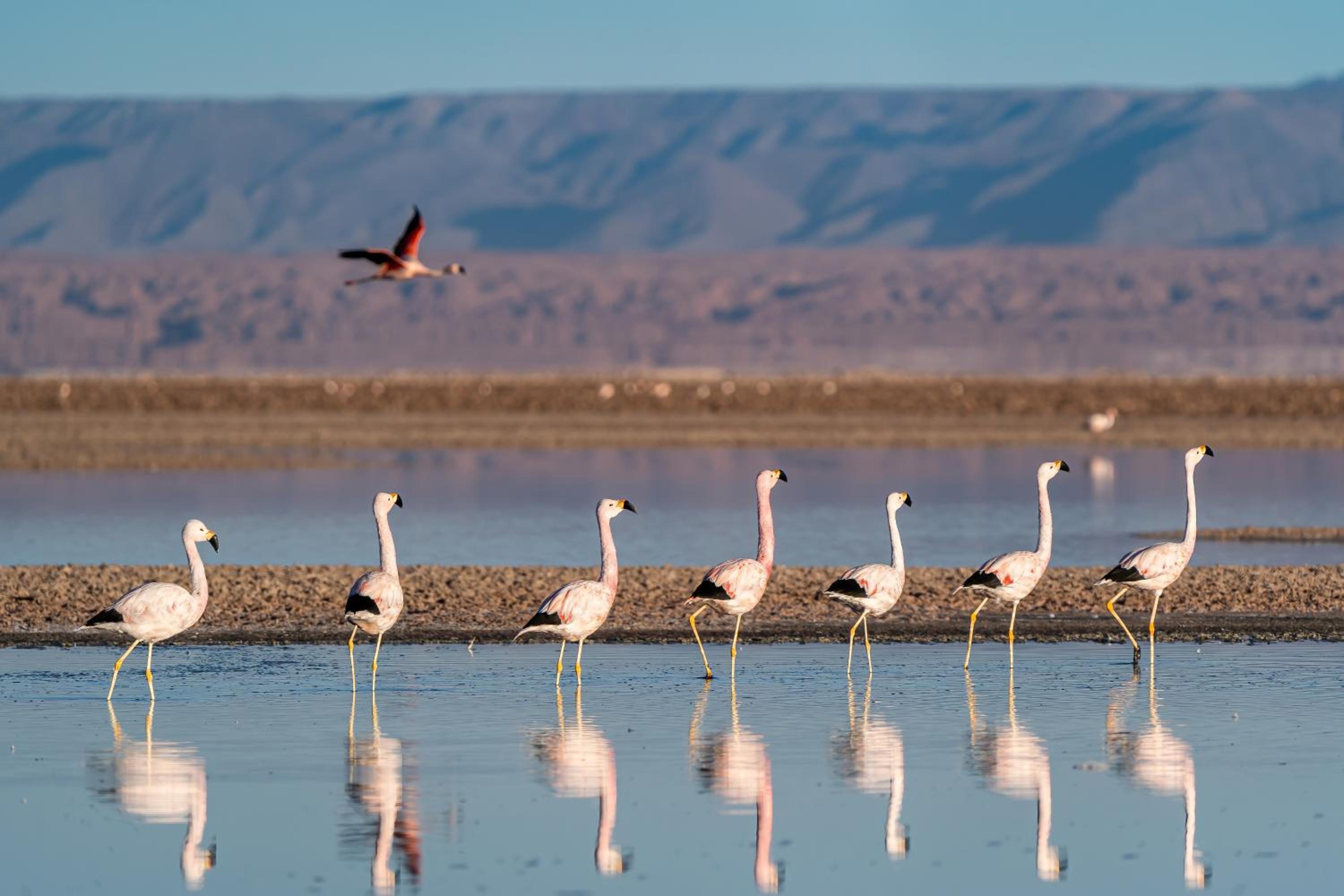 Ckoi Atacama Lodge