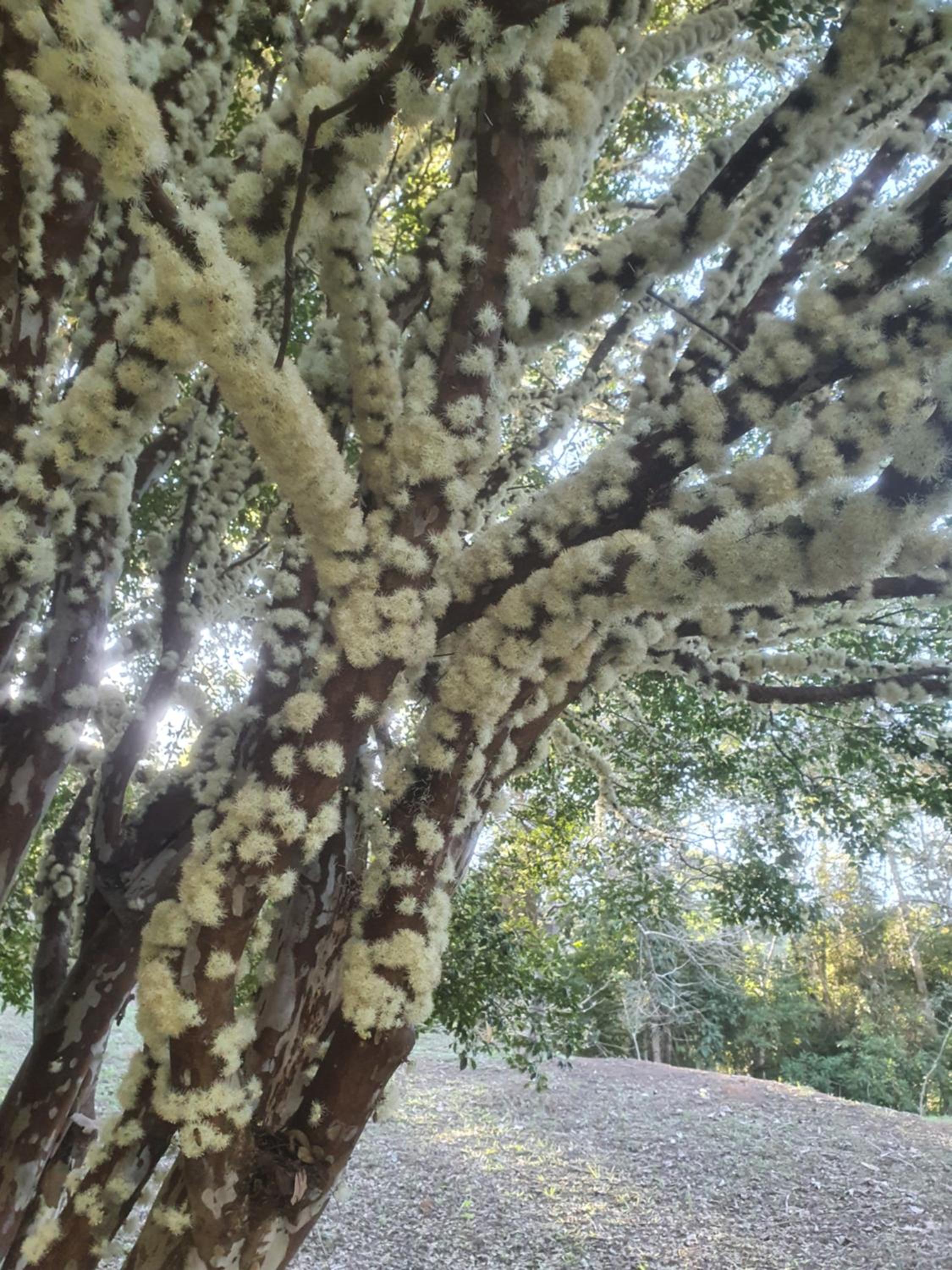 Pousada dos Olivais