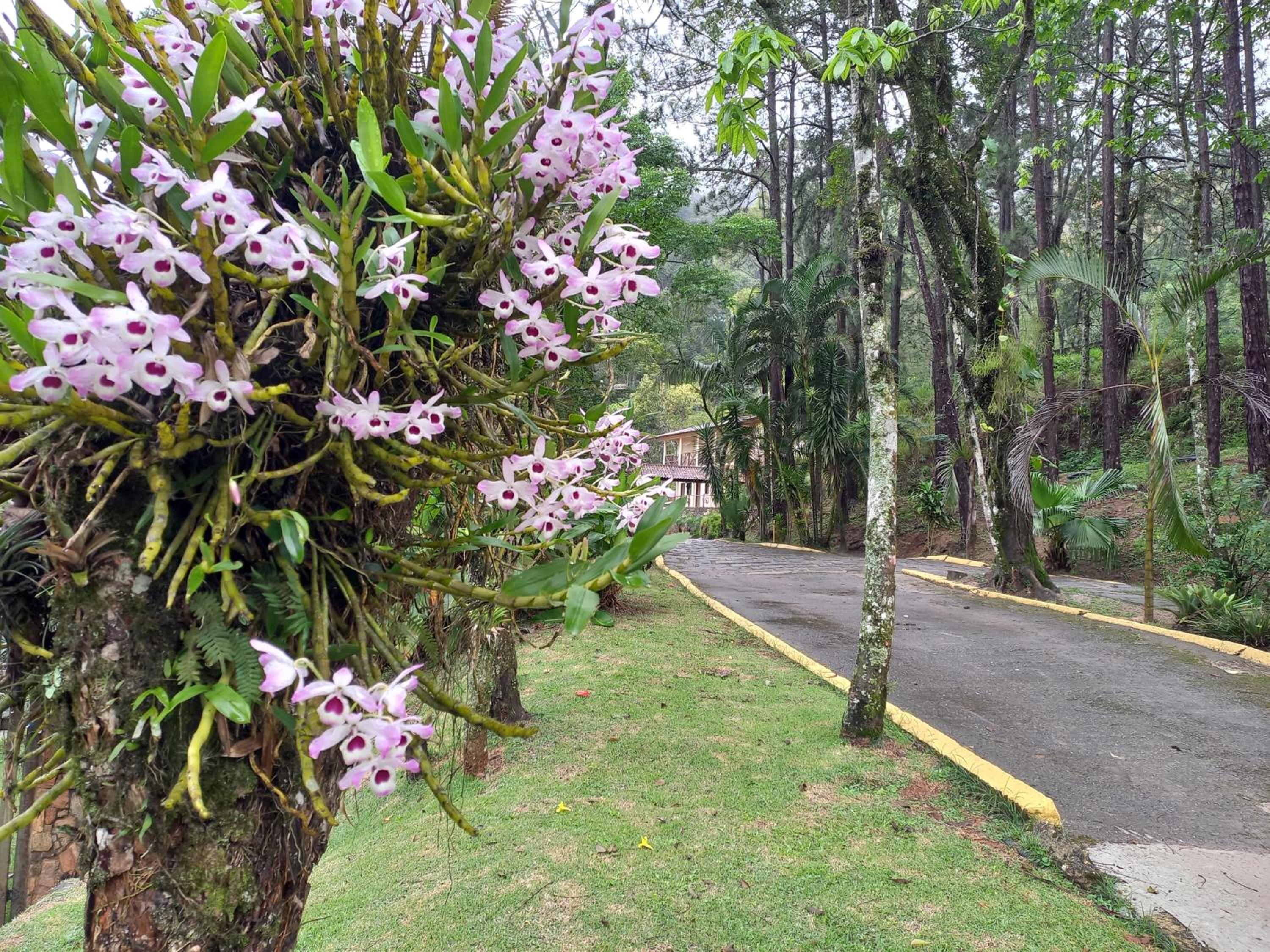 Pousada Green Garden