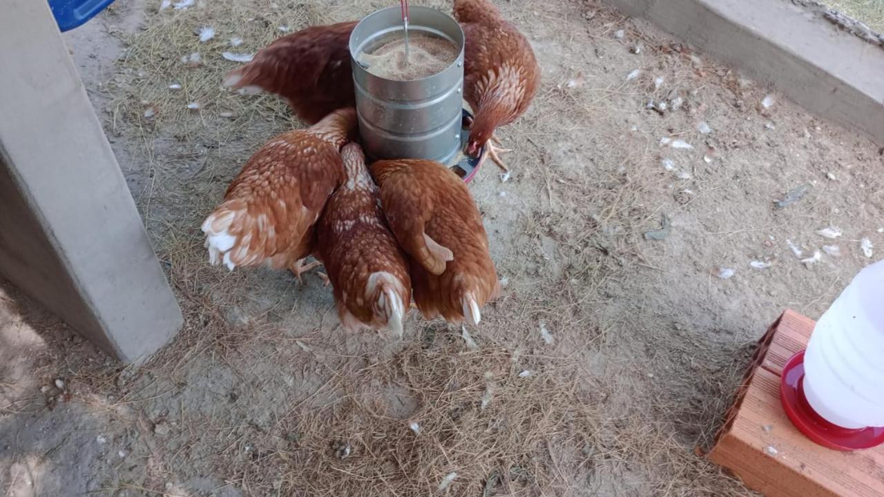 Biju's Little Farm