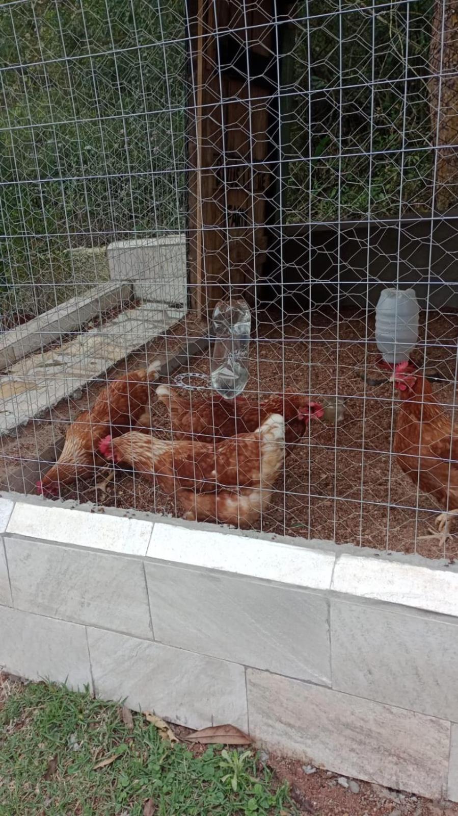 Biju's Little Farm