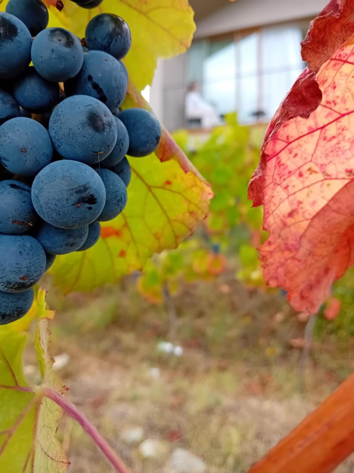 Quinta Manhas Douro