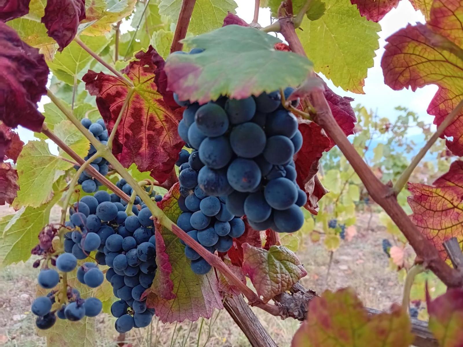 Quinta Manhas Douro