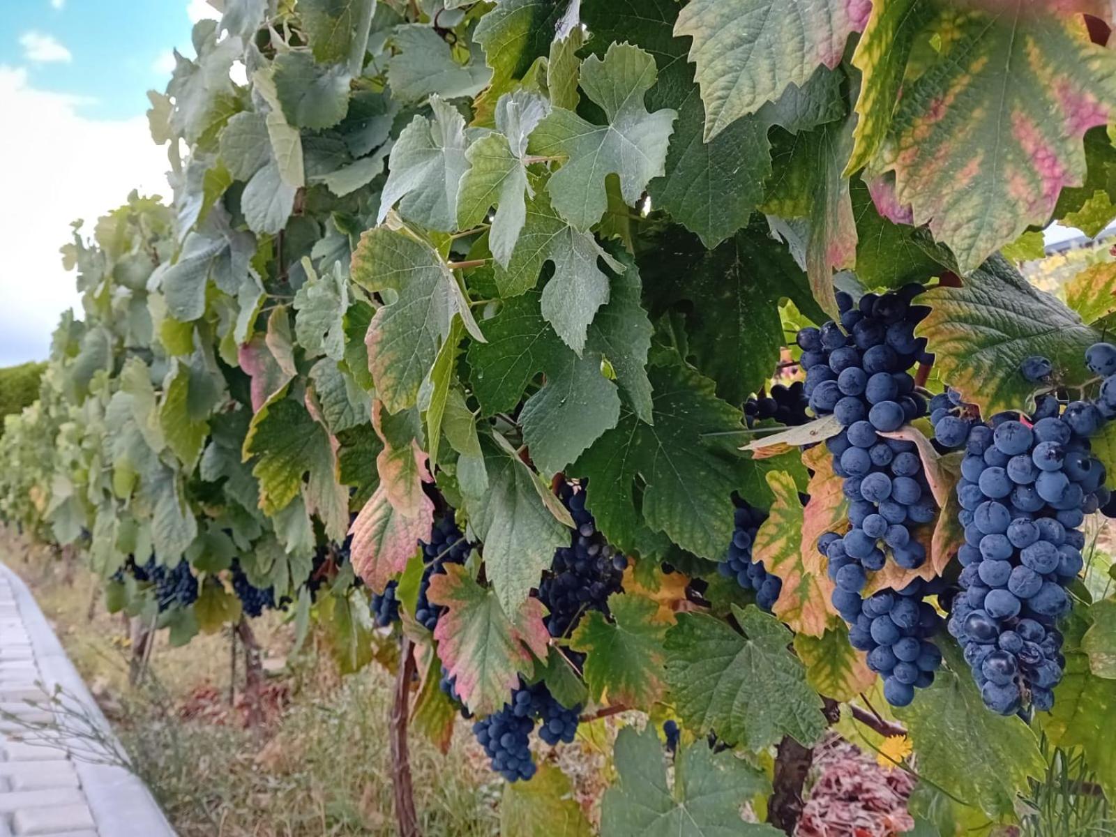 Quinta Manhas Douro