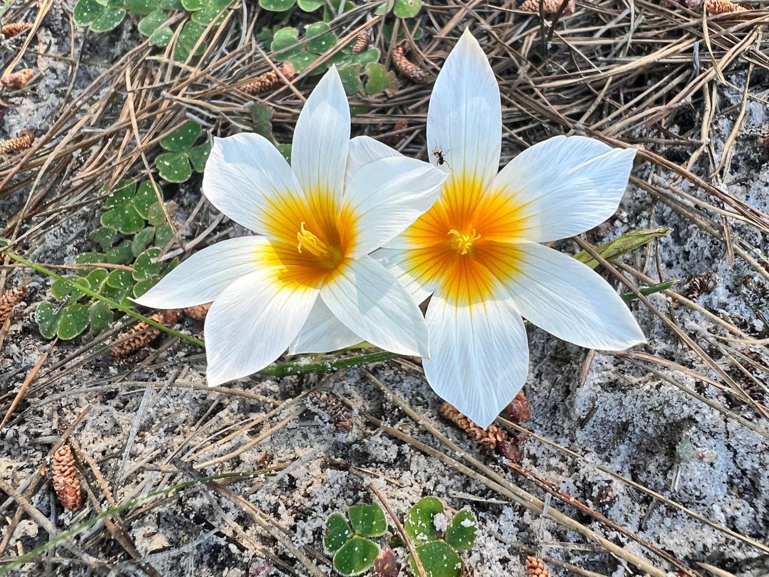 other