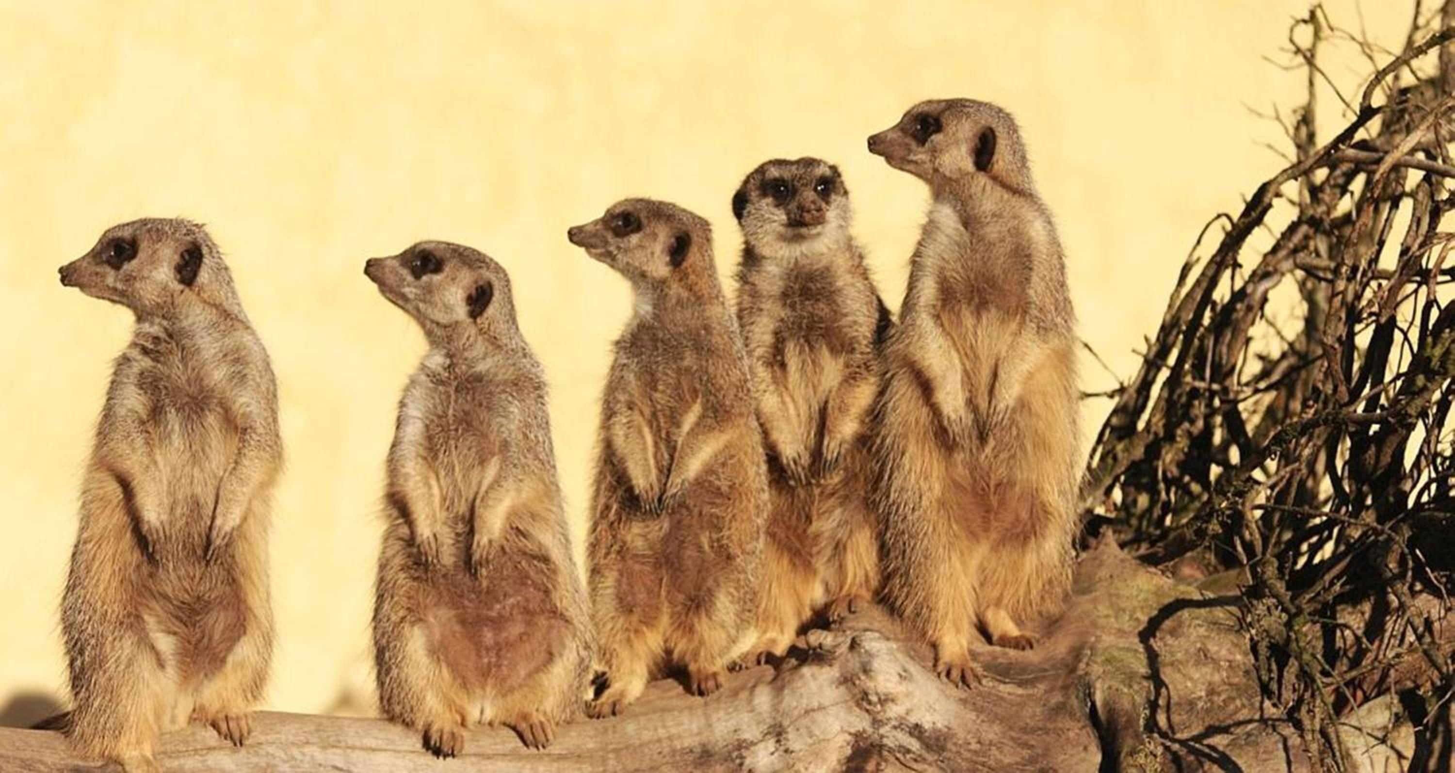 Tierpark Entdeckerhäuser