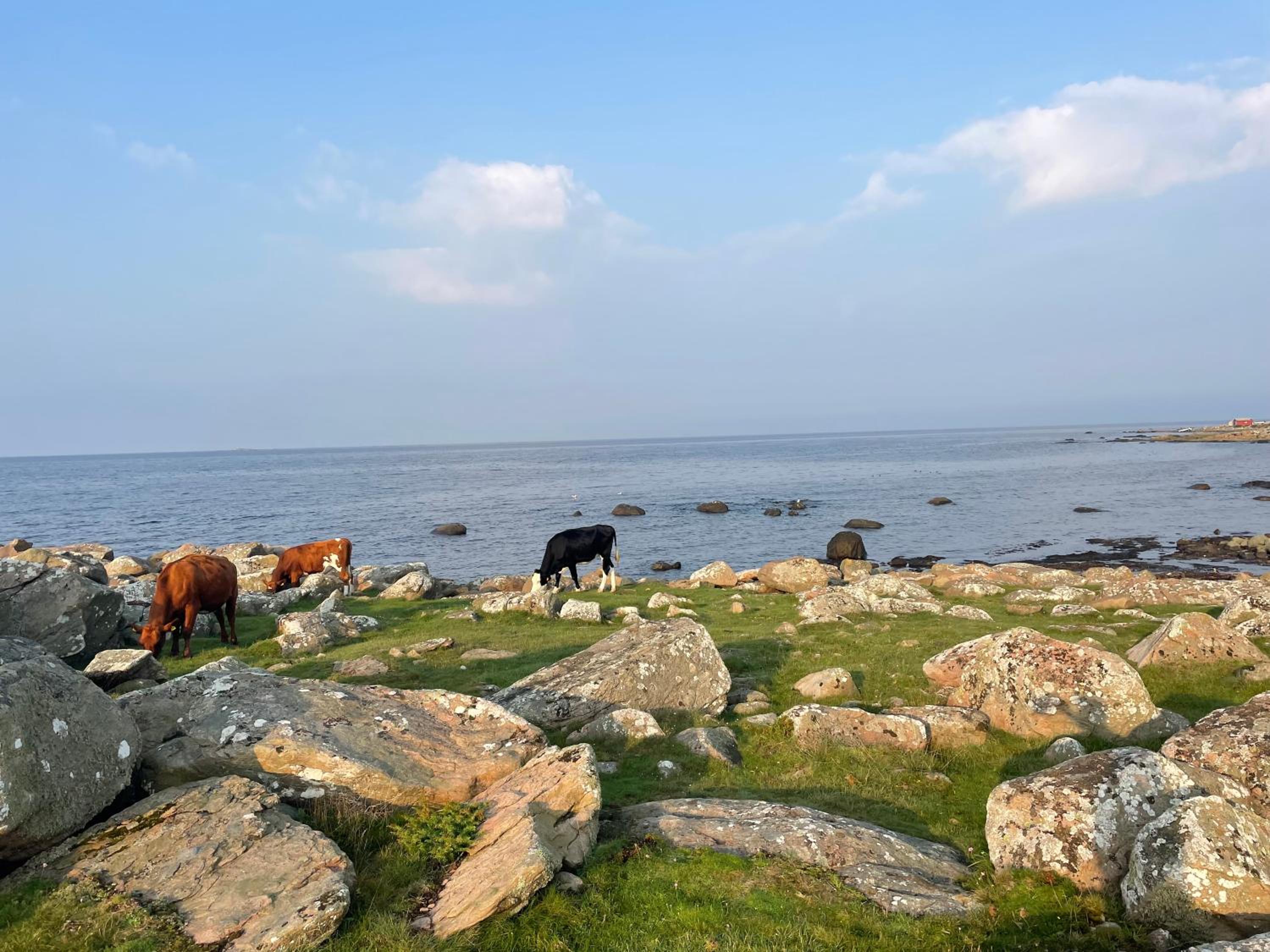 Havsnära stuga, Falkenberg