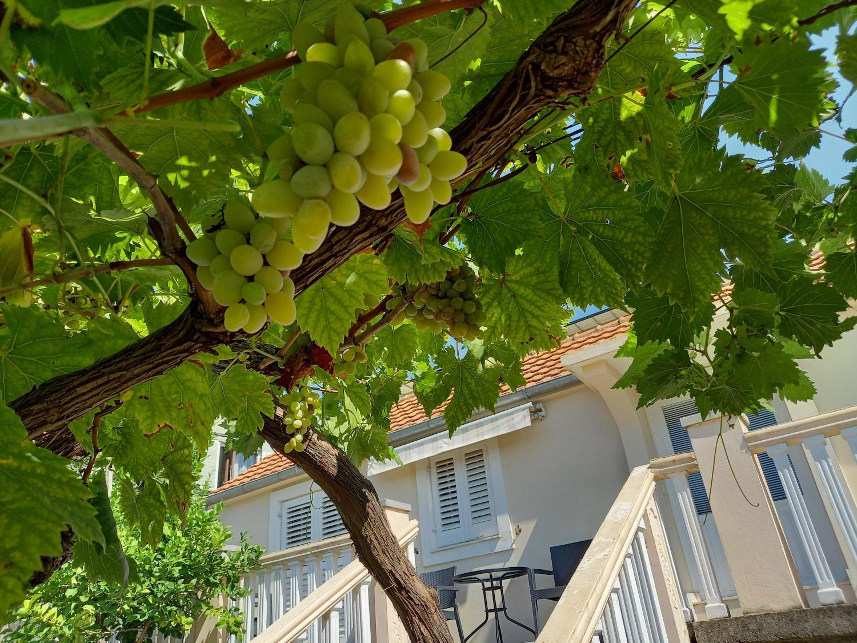 Apartman Maslovar