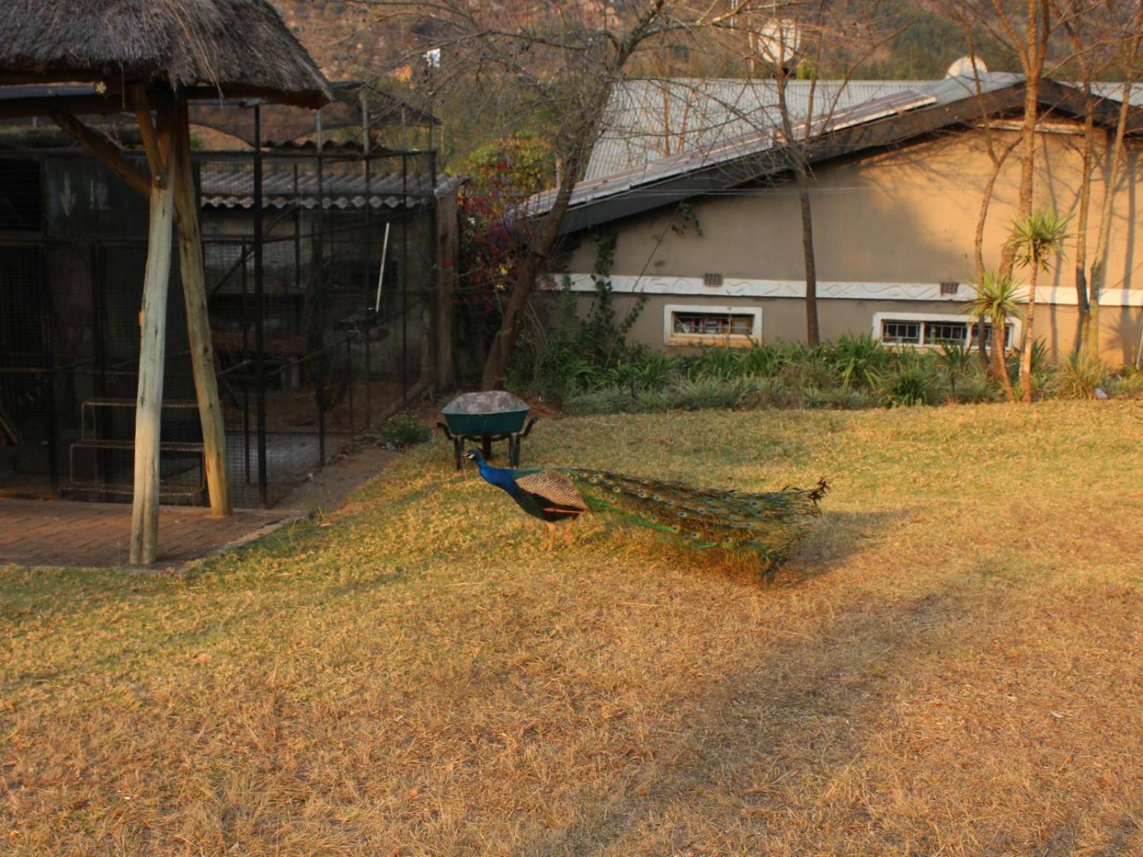 Emahlathini Guest Farm