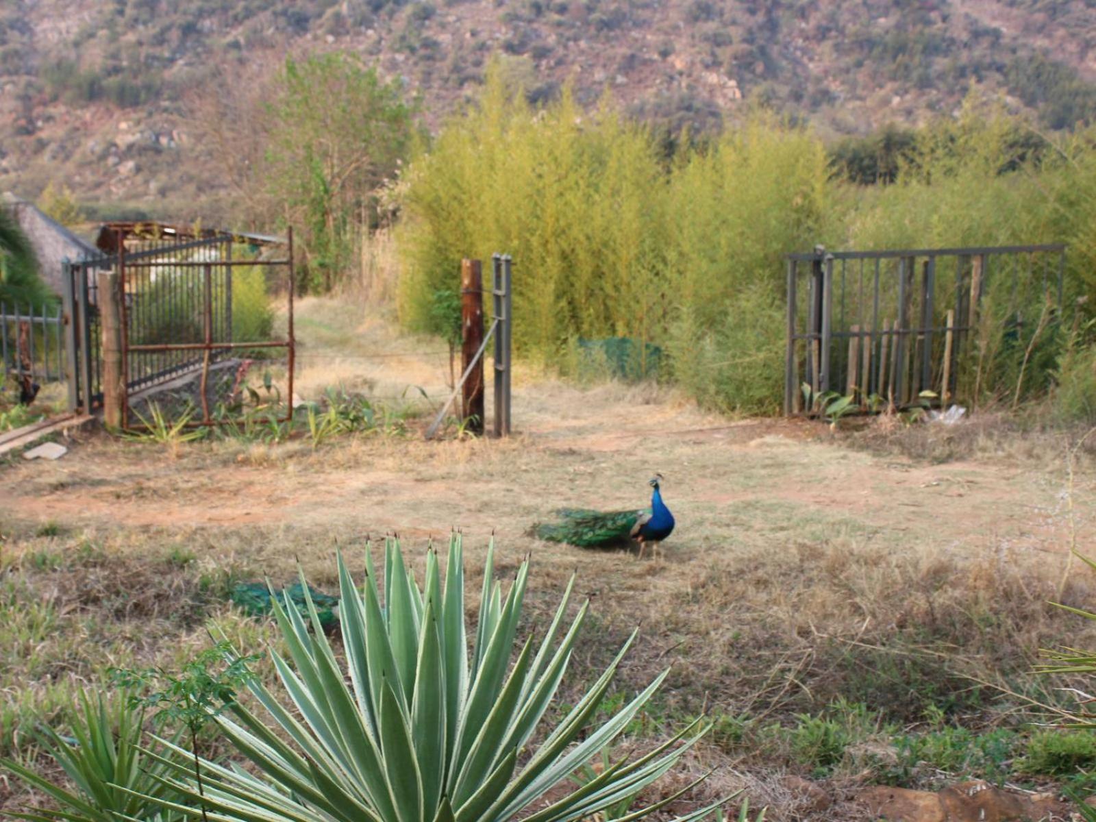 Emahlathini Guest Farm
