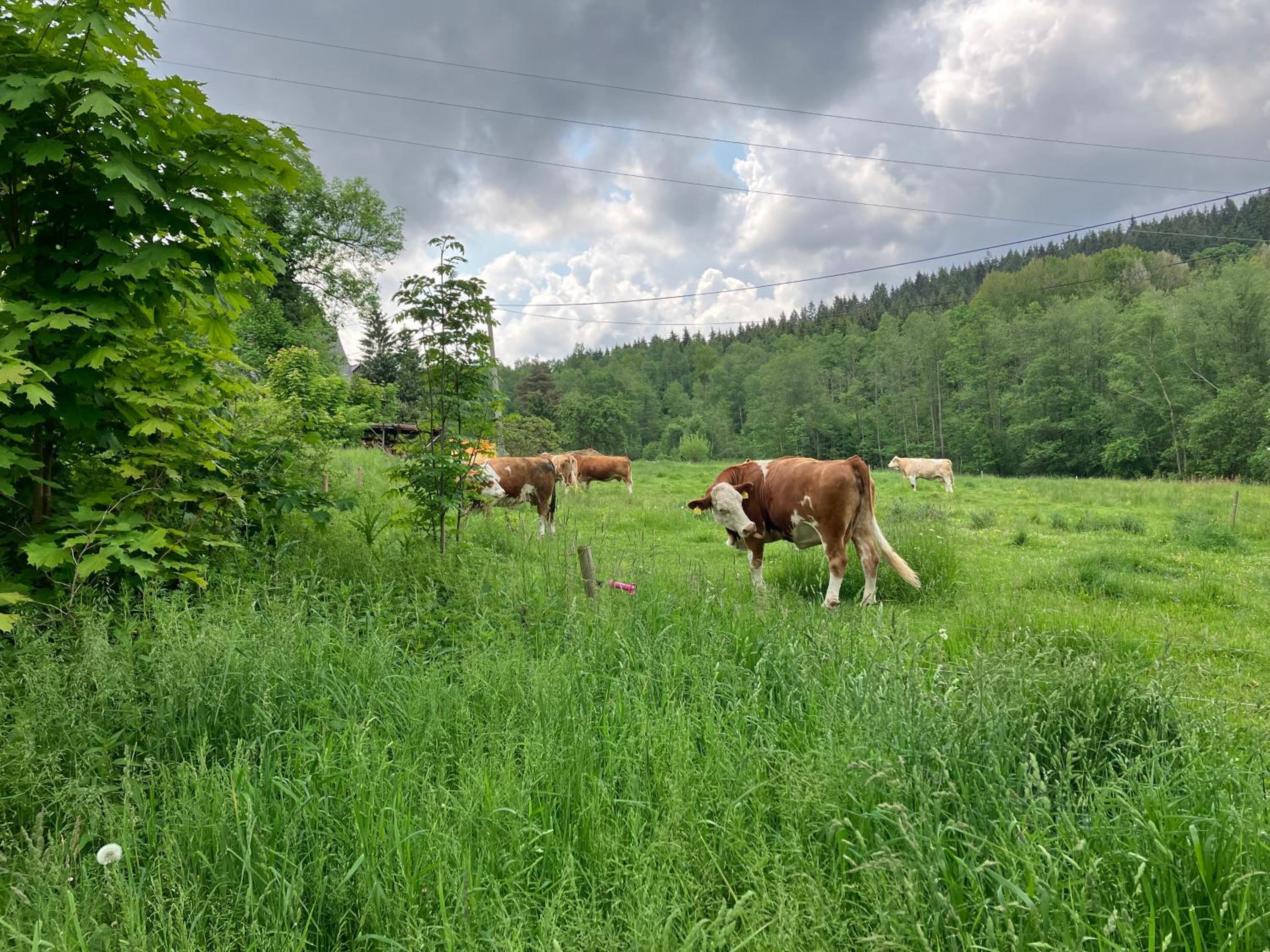 Roubenka U Andělů, Šumava
