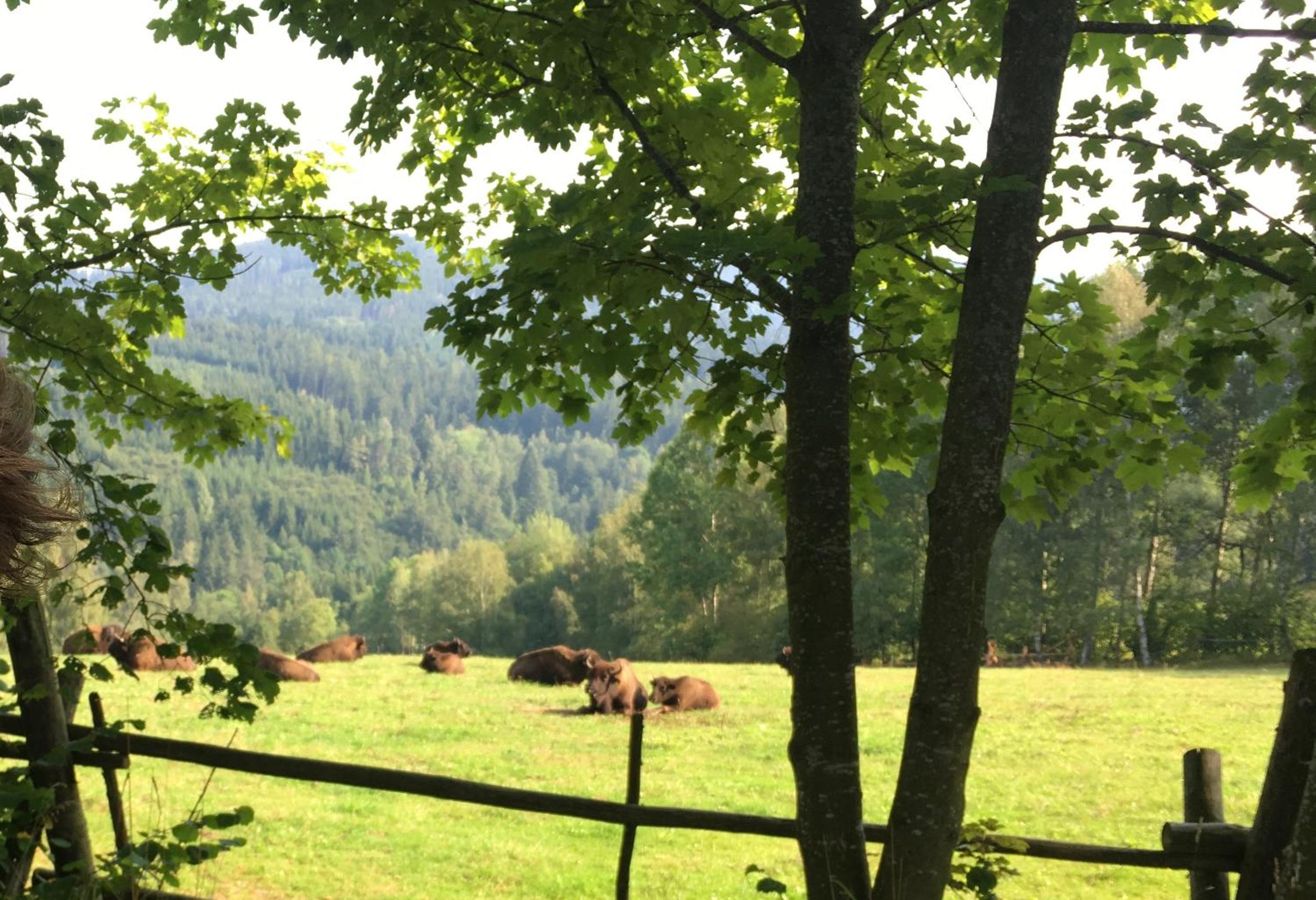 Roubenka U Andělů, Šumava