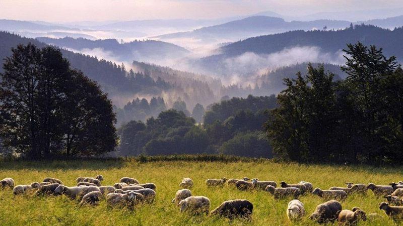 Roubenka U Andělů, Šumava