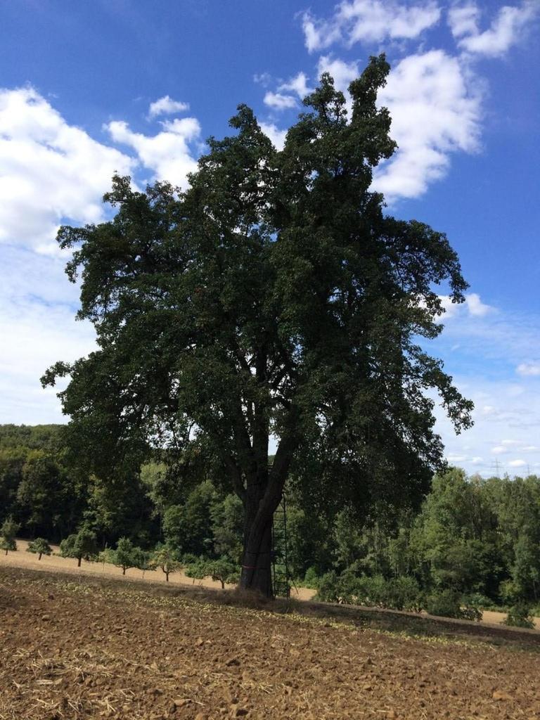 Alte Schmiede in denkmalgeschützter Hofanlage