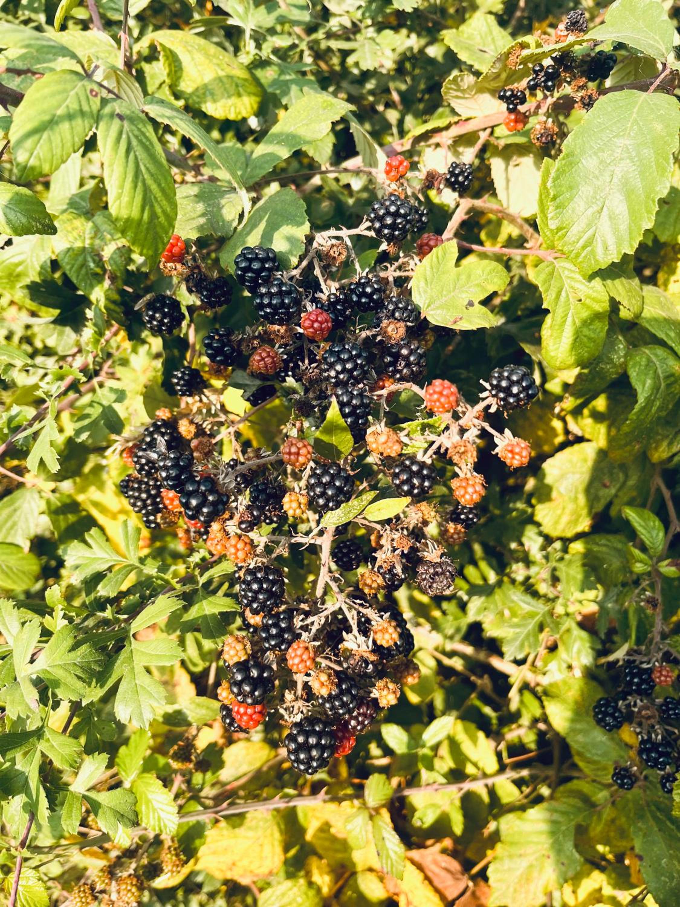 The Honeysuckle Coop