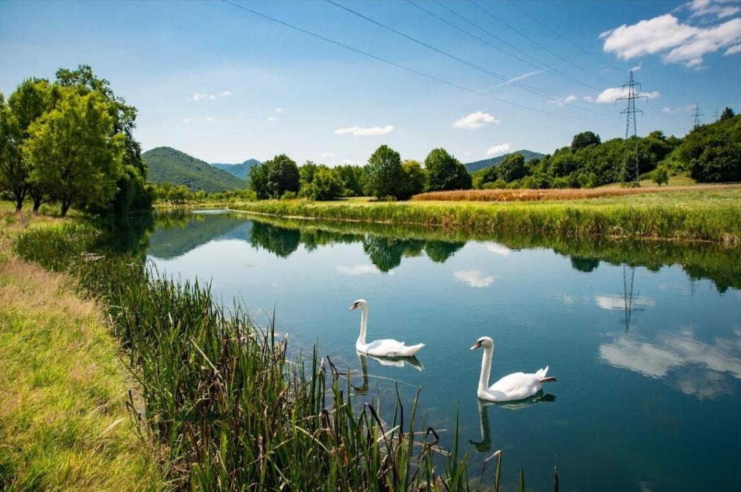 Apartman Swans