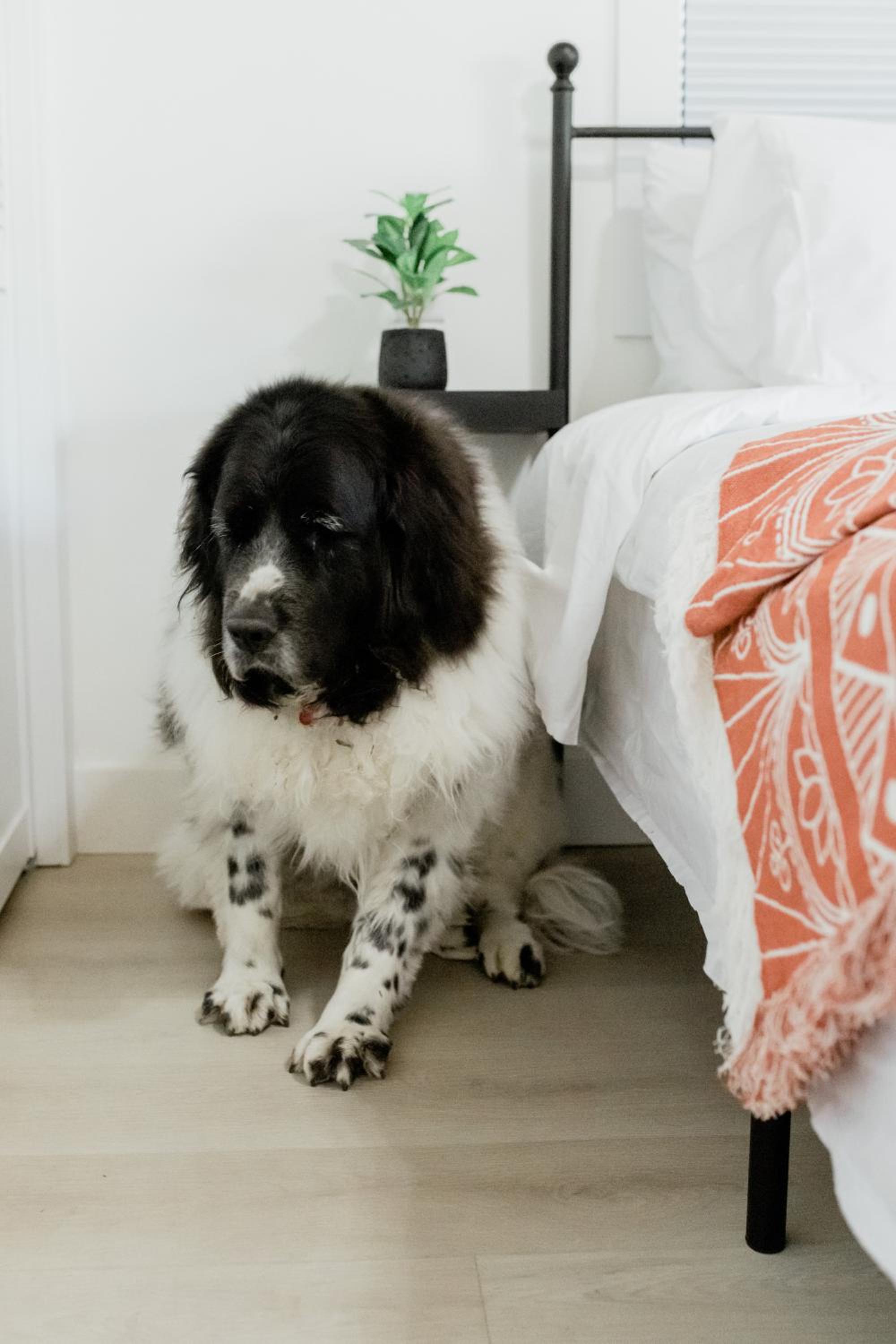 Charming Kelowna Haven with Hot Tub, Parking & Pet Friendly - Image 4