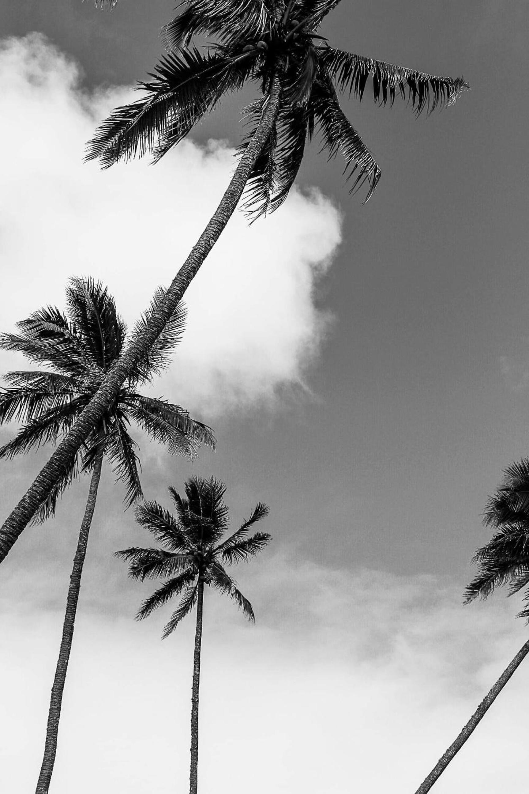 Rarotonga Villas Absolute Beachfront