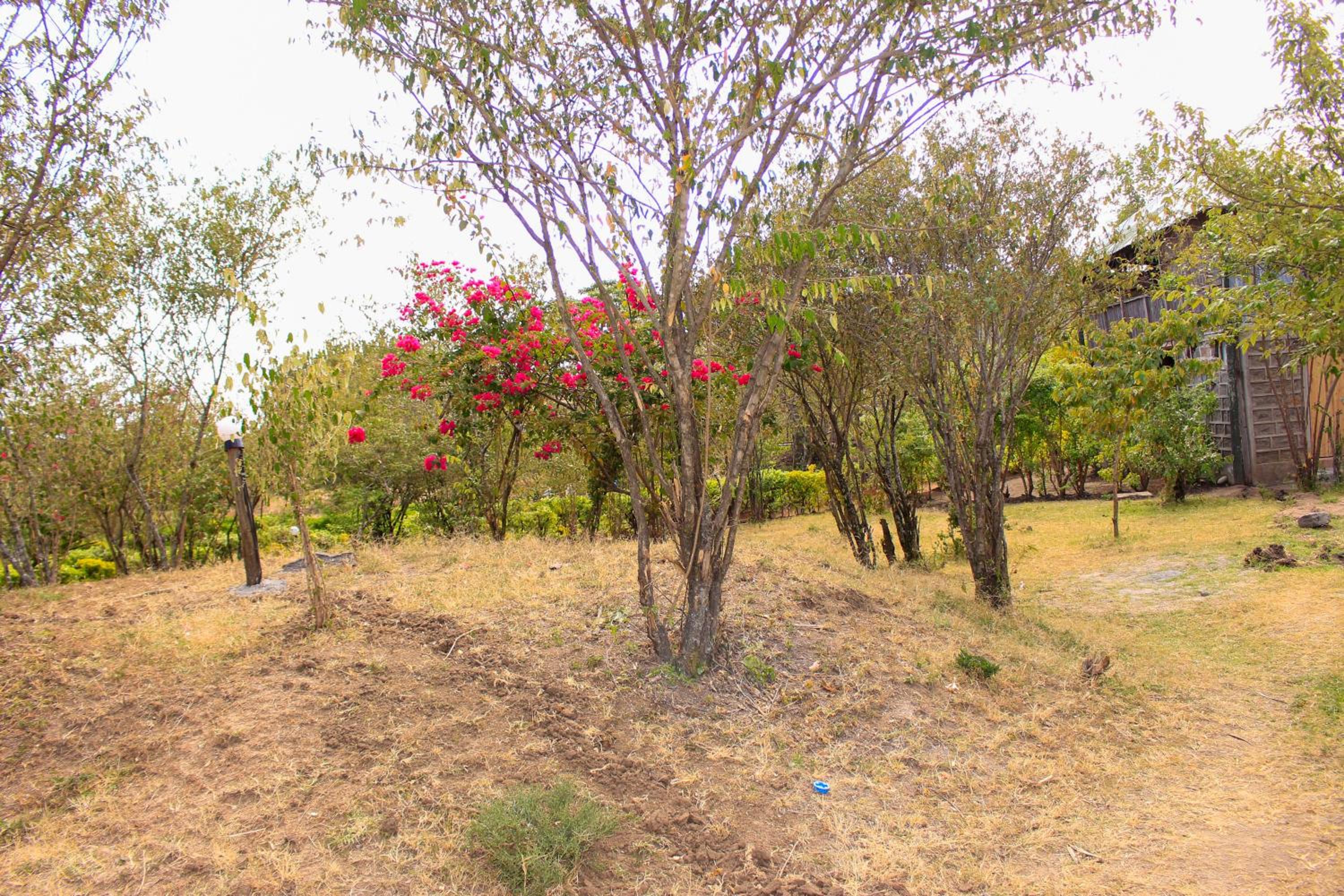 Mara Forest camp view 4