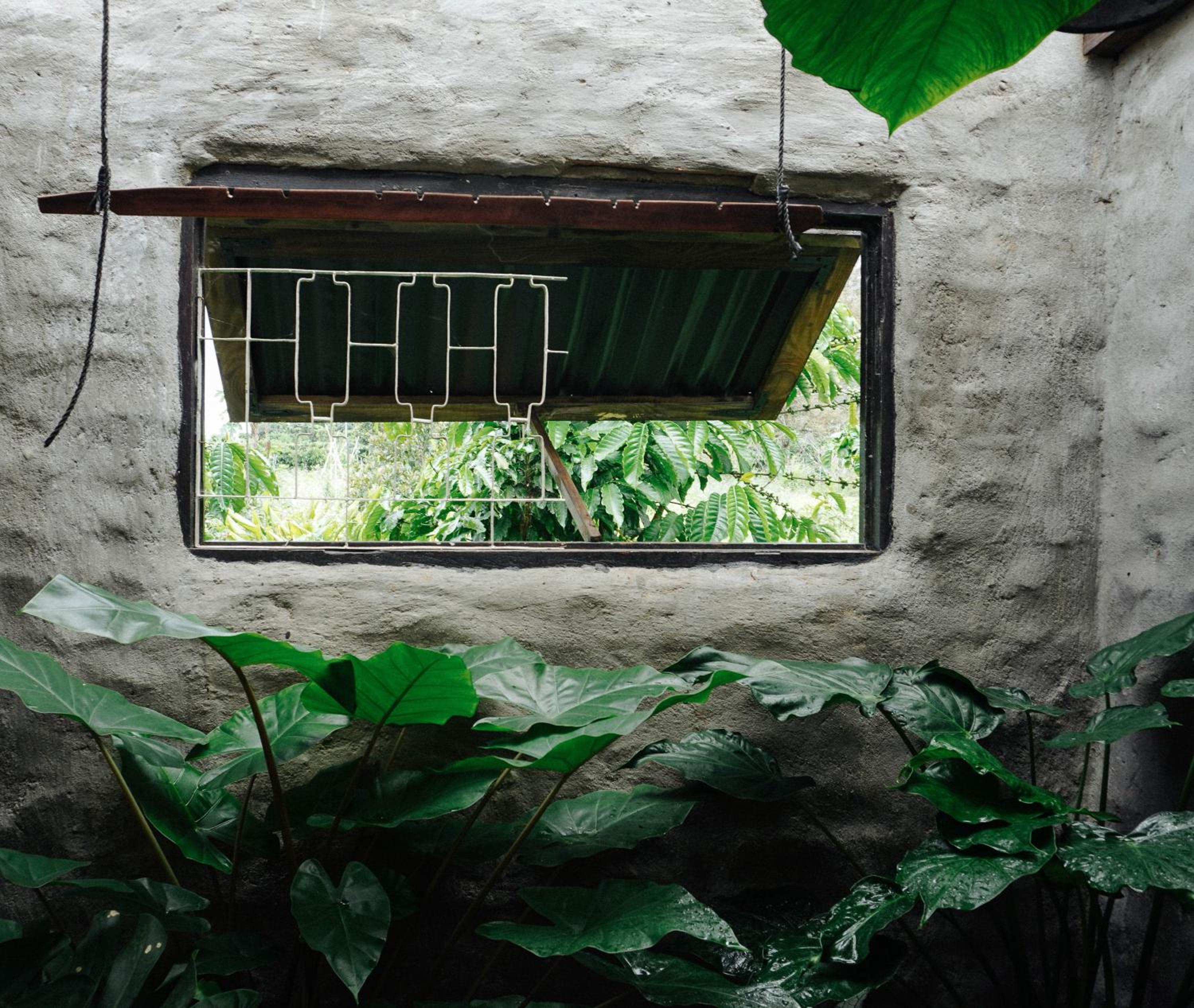 Ivy Coffee Farm - Garden House view 4