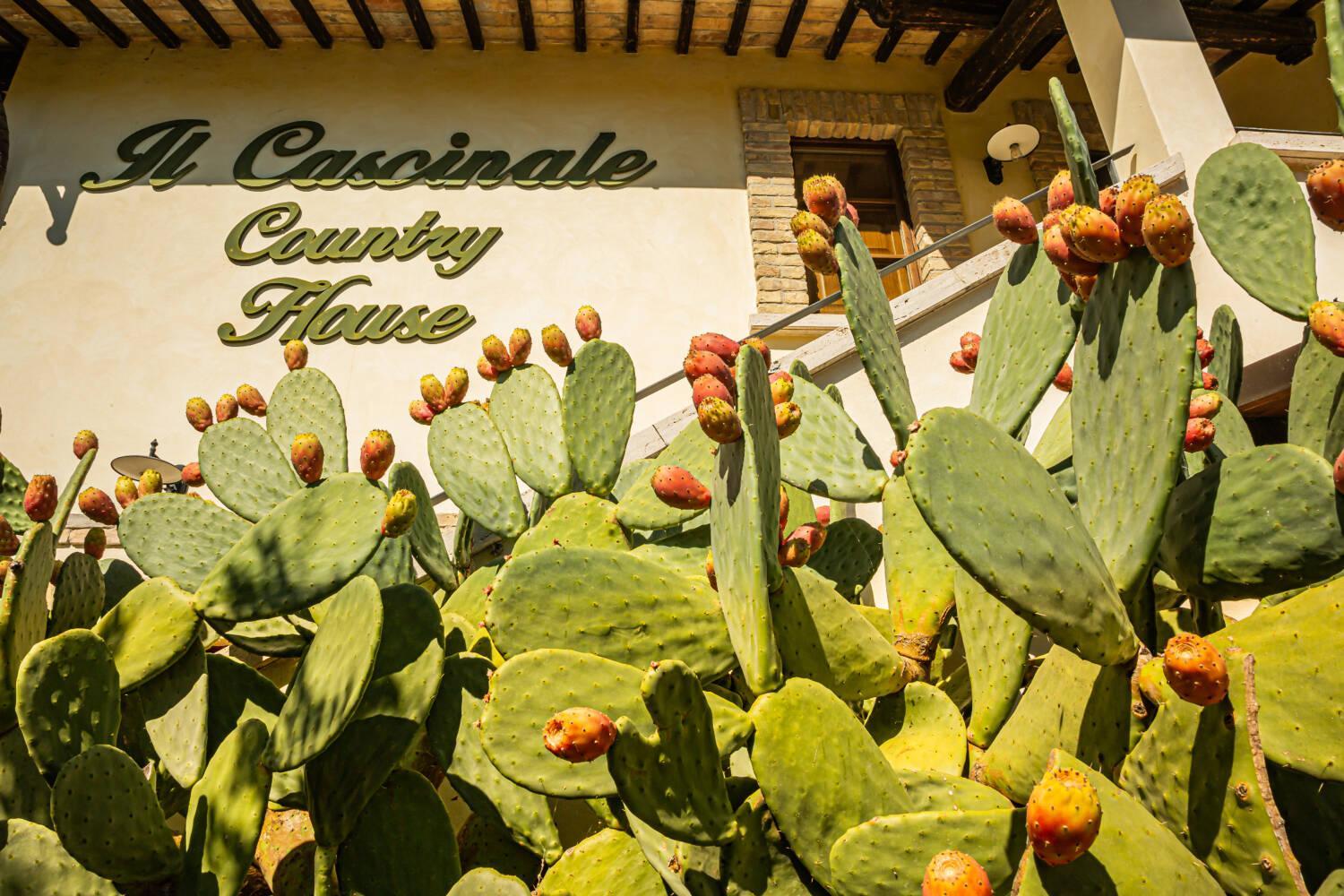 Country House Il Cascinale view 2