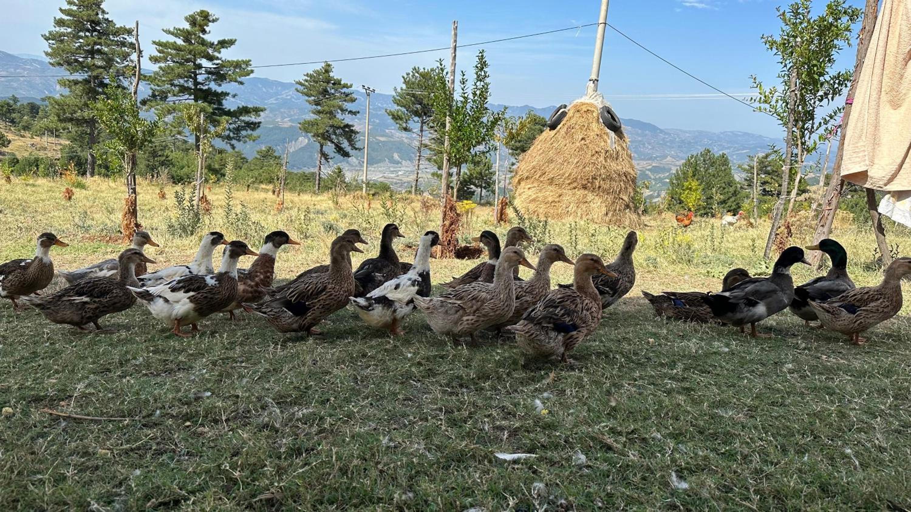 BioFarm Gramsh