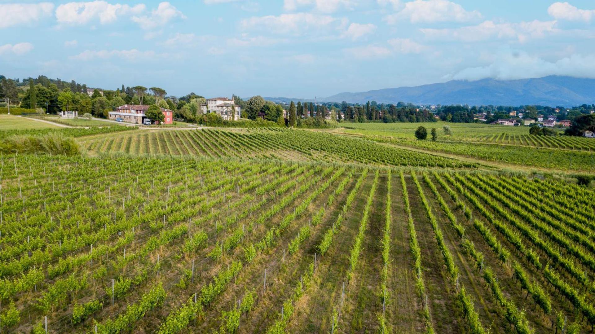 Elisa Farmhouse Apartment in Wine Resort in Lucca