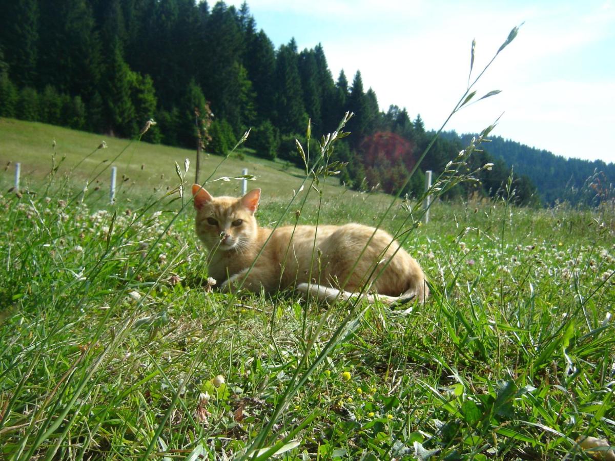 Photo 24
