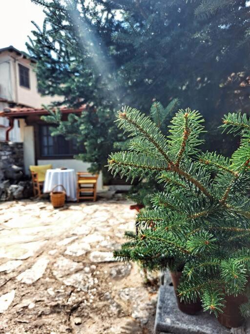 Panthea Cottage