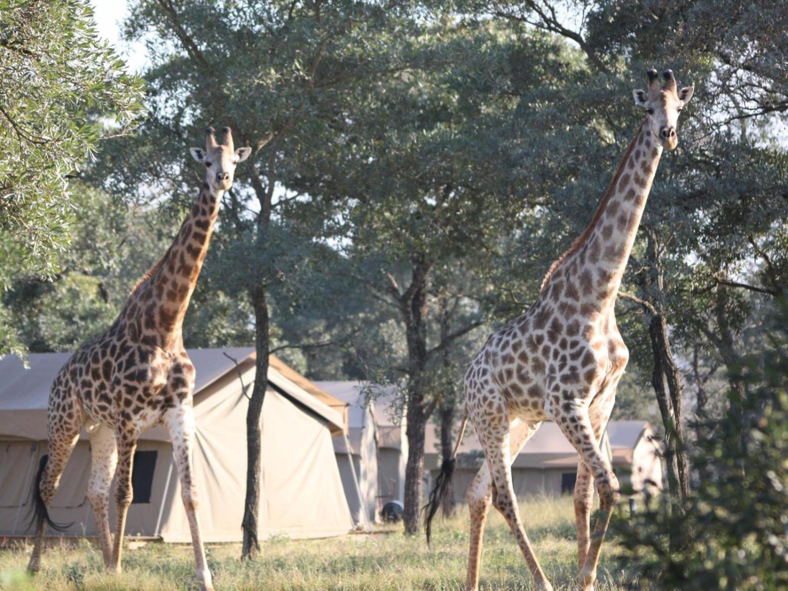 Unyati Safari Lodge