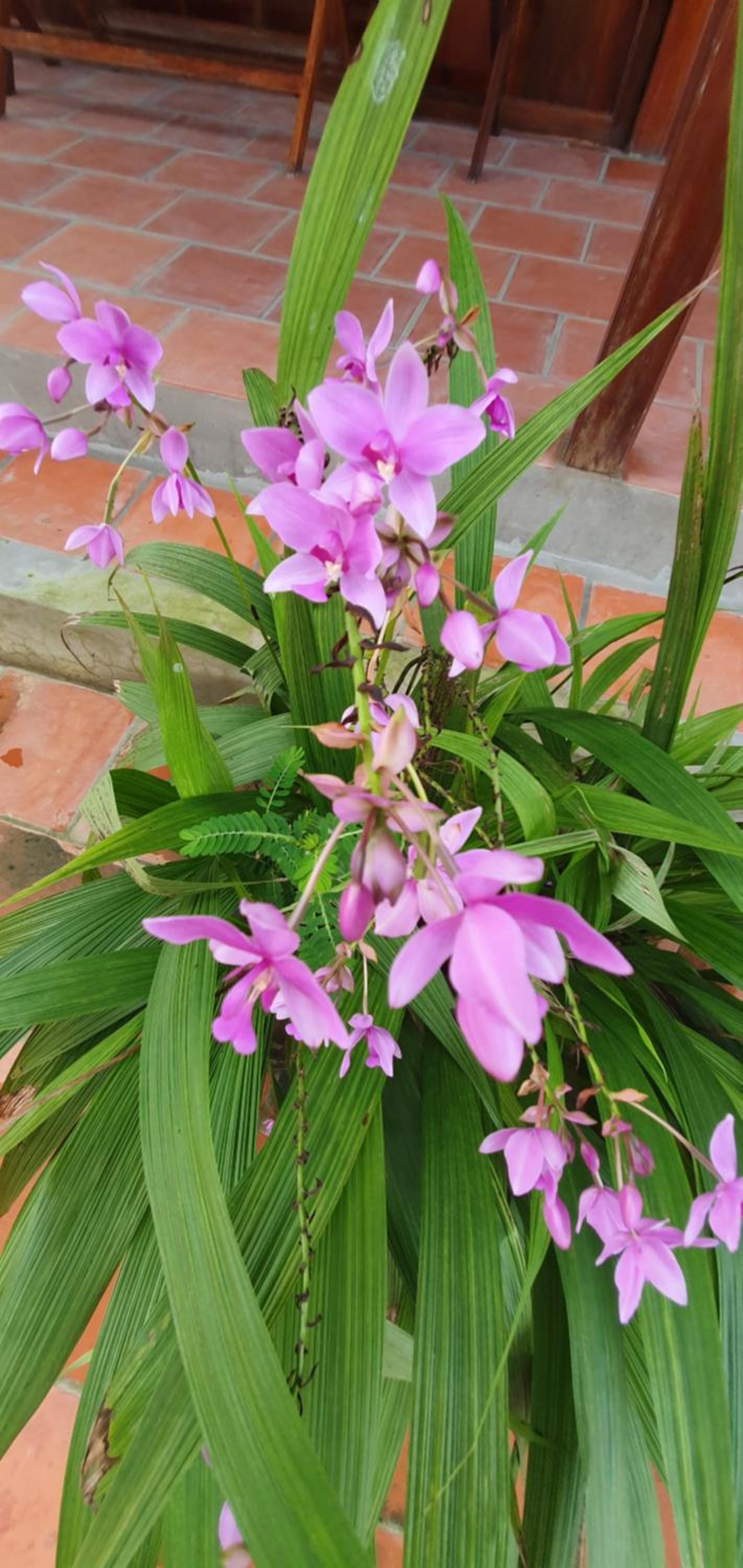 Ba Linh Homestay view 4