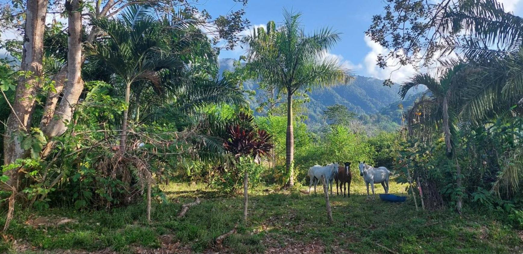 Las Brisas del Sur