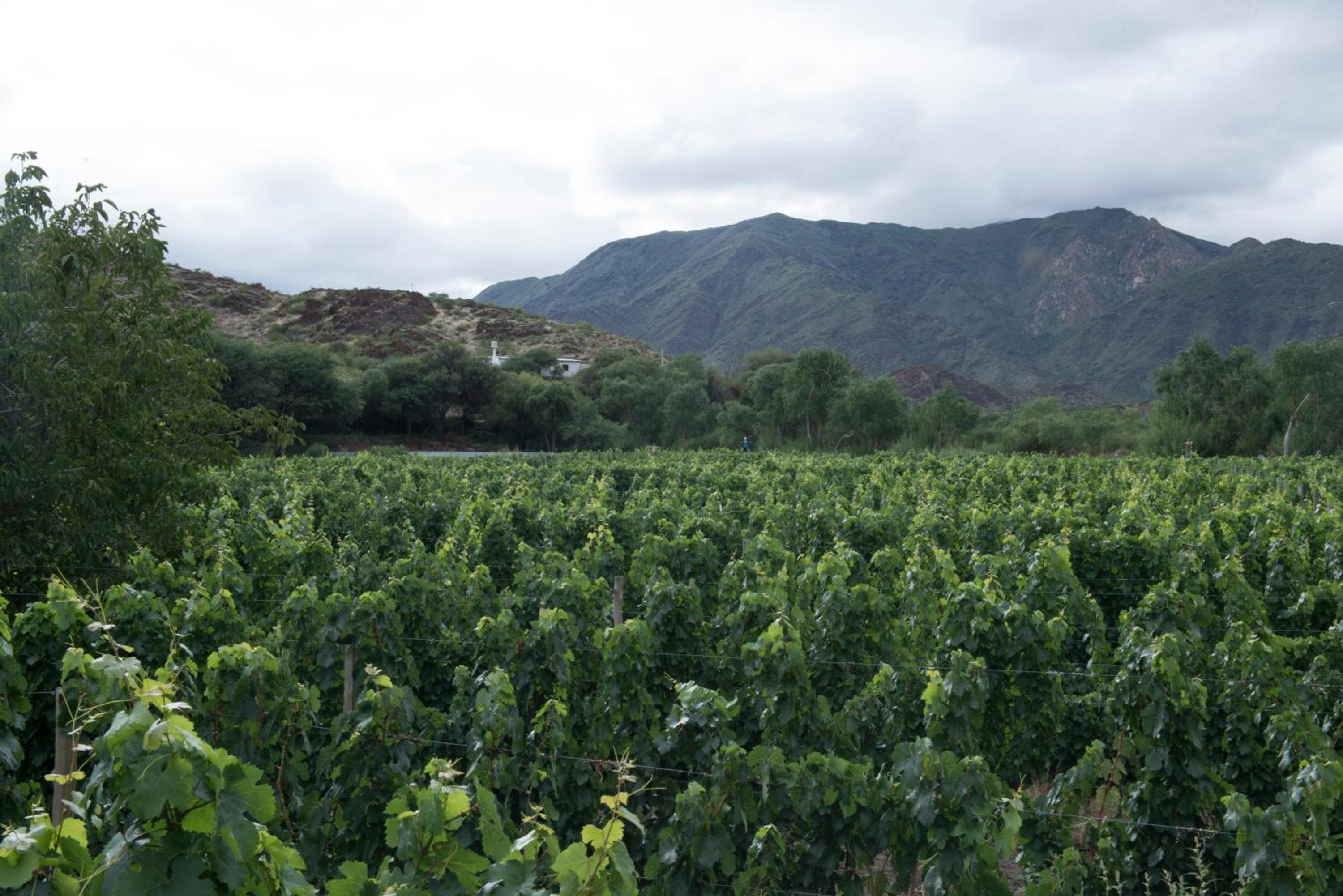 Hospedaje Finca la Encantada