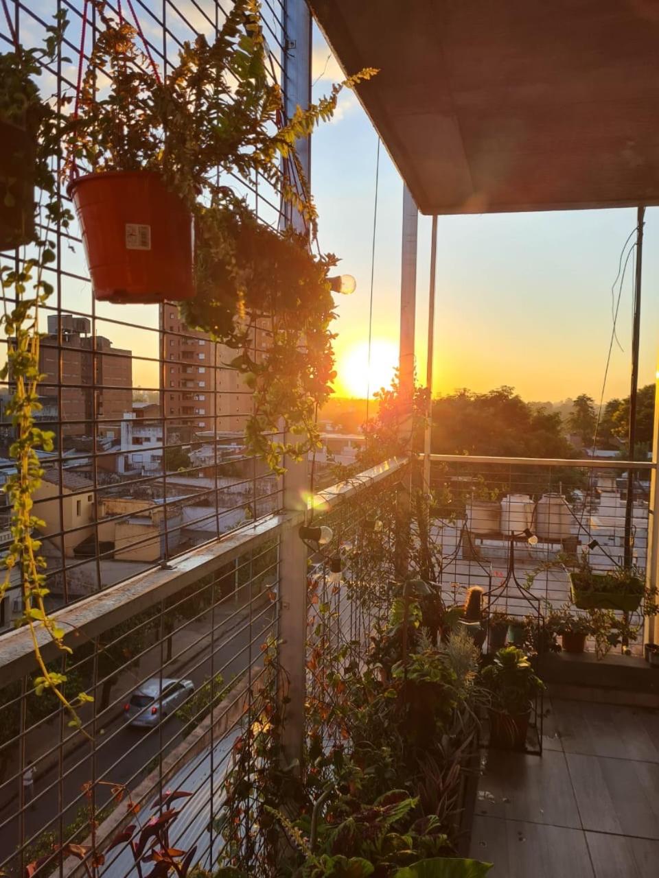 Colibrí apart