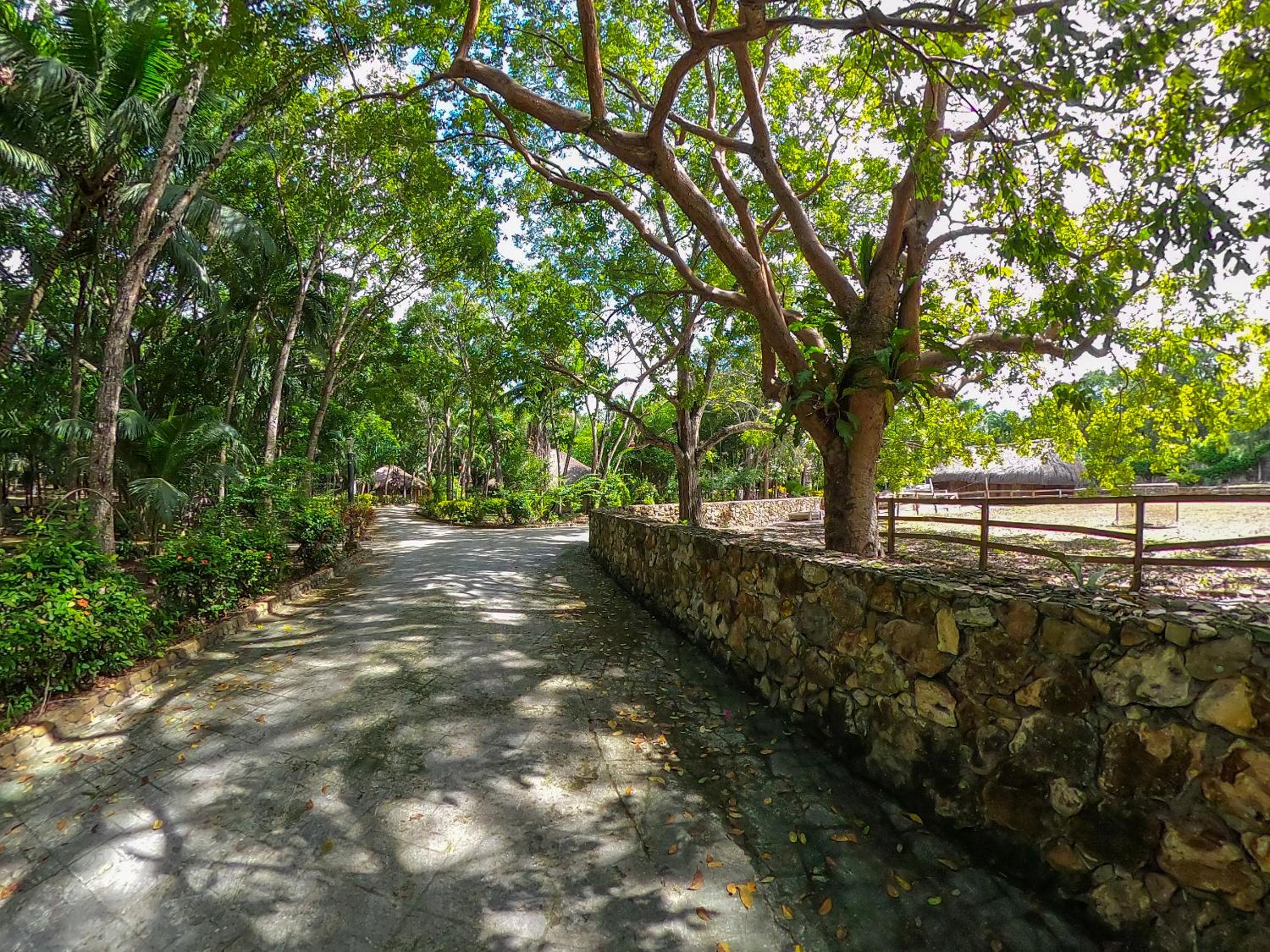 The Mayan Garden
