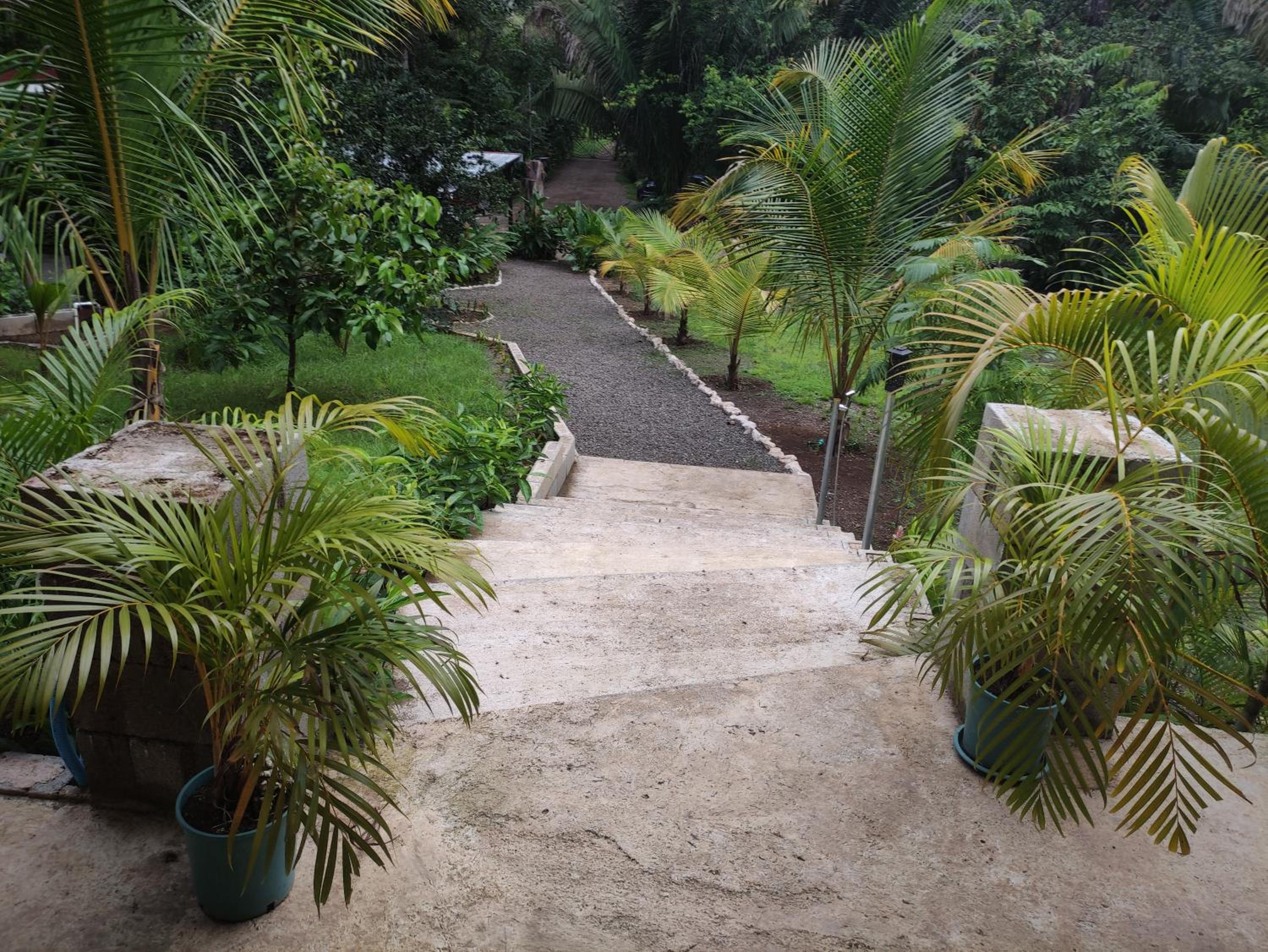 House in the palm forest