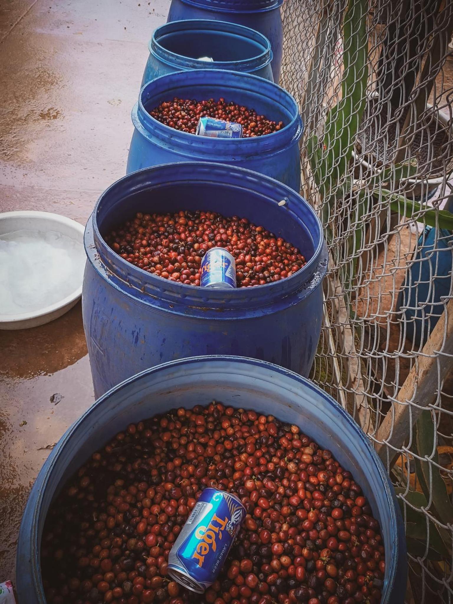Elon Coffee Farmstay