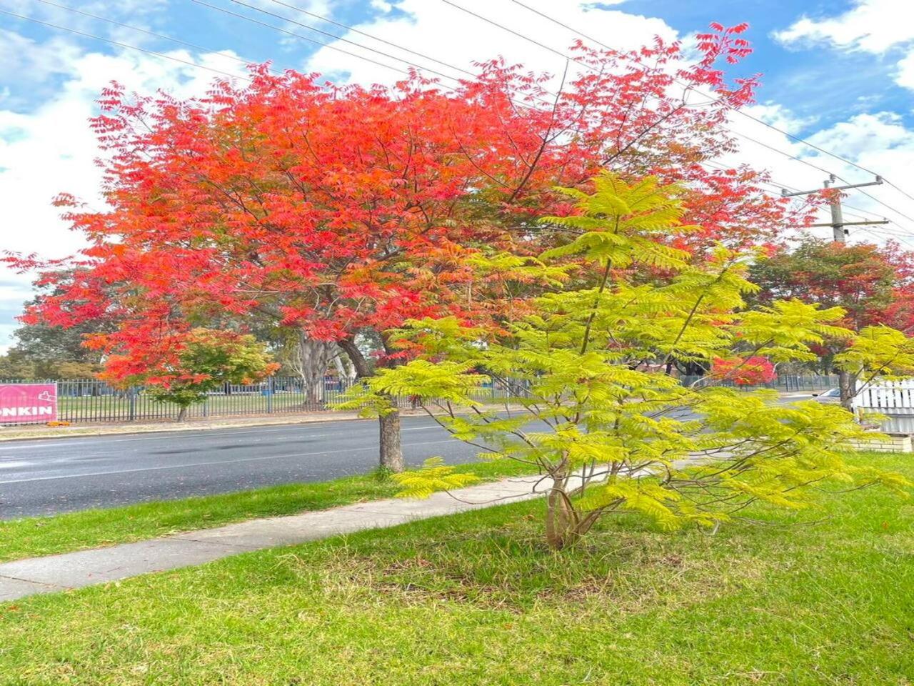 Pet friendly home in Albury
