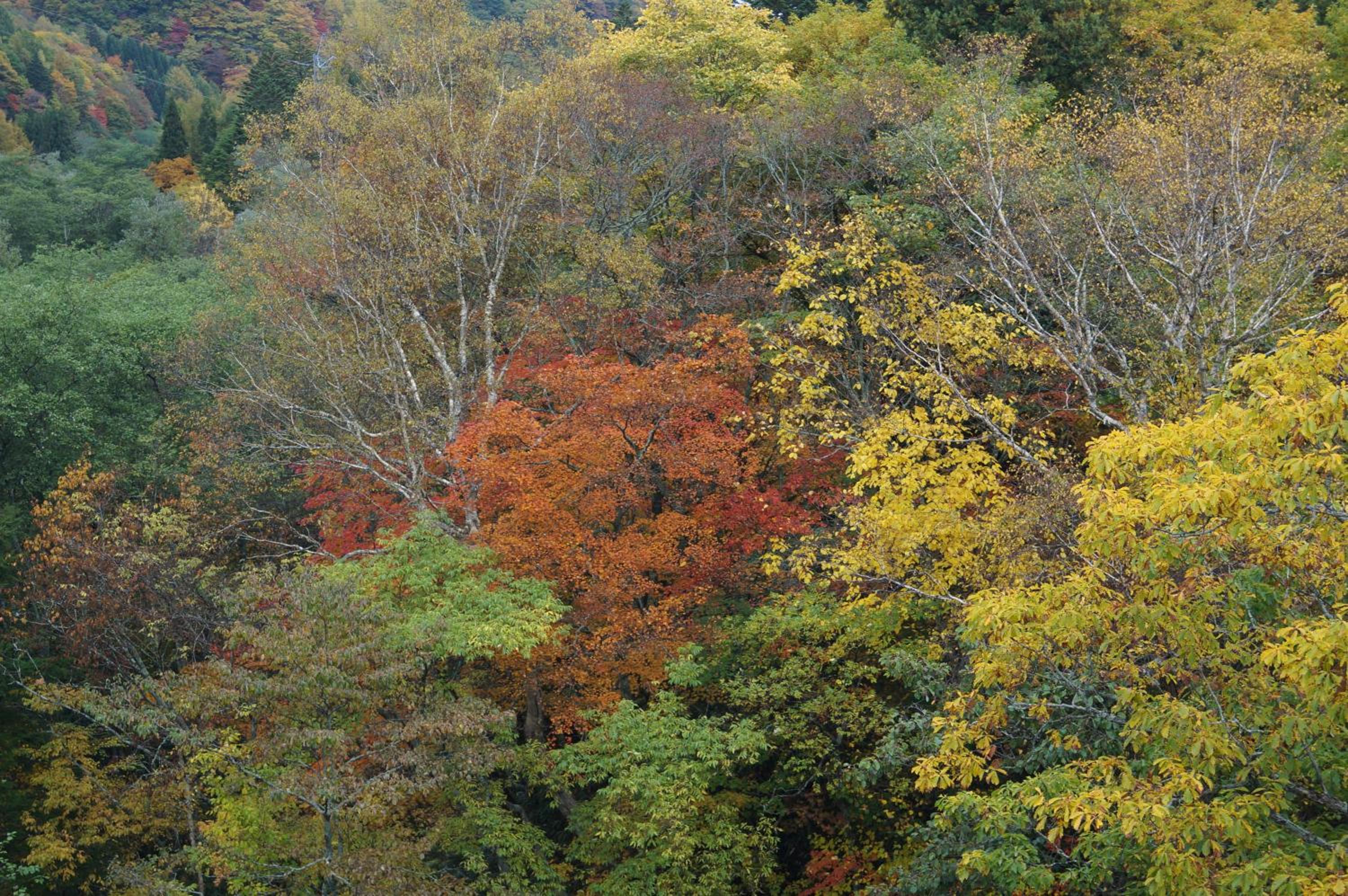Photo 48
