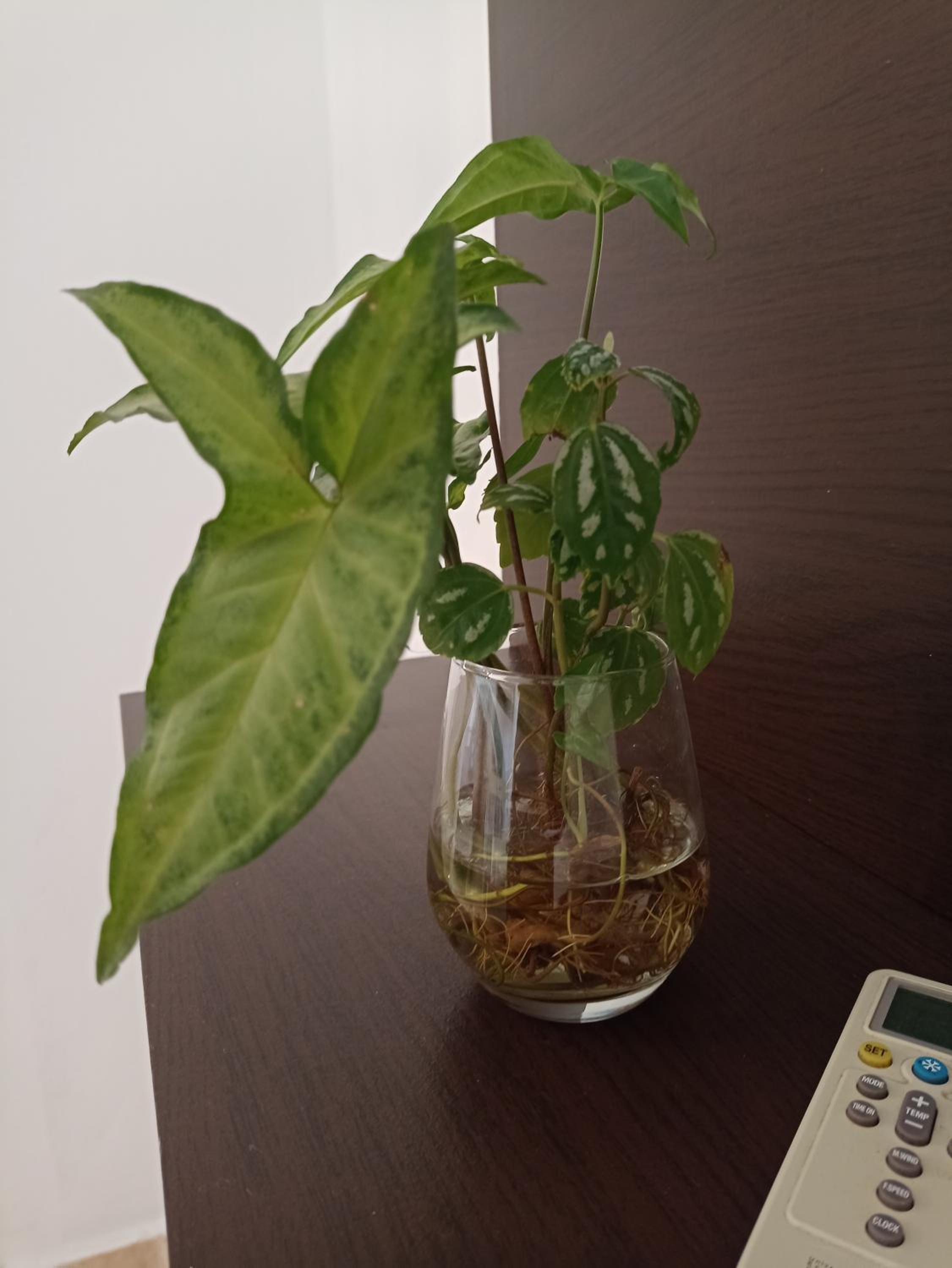 Quinta essência suites e chalés