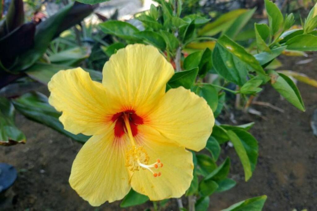 Pahoa Tropical Garden Getaway