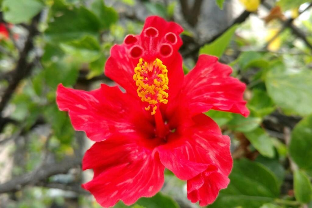 Pahoa Tropical Garden Getaway