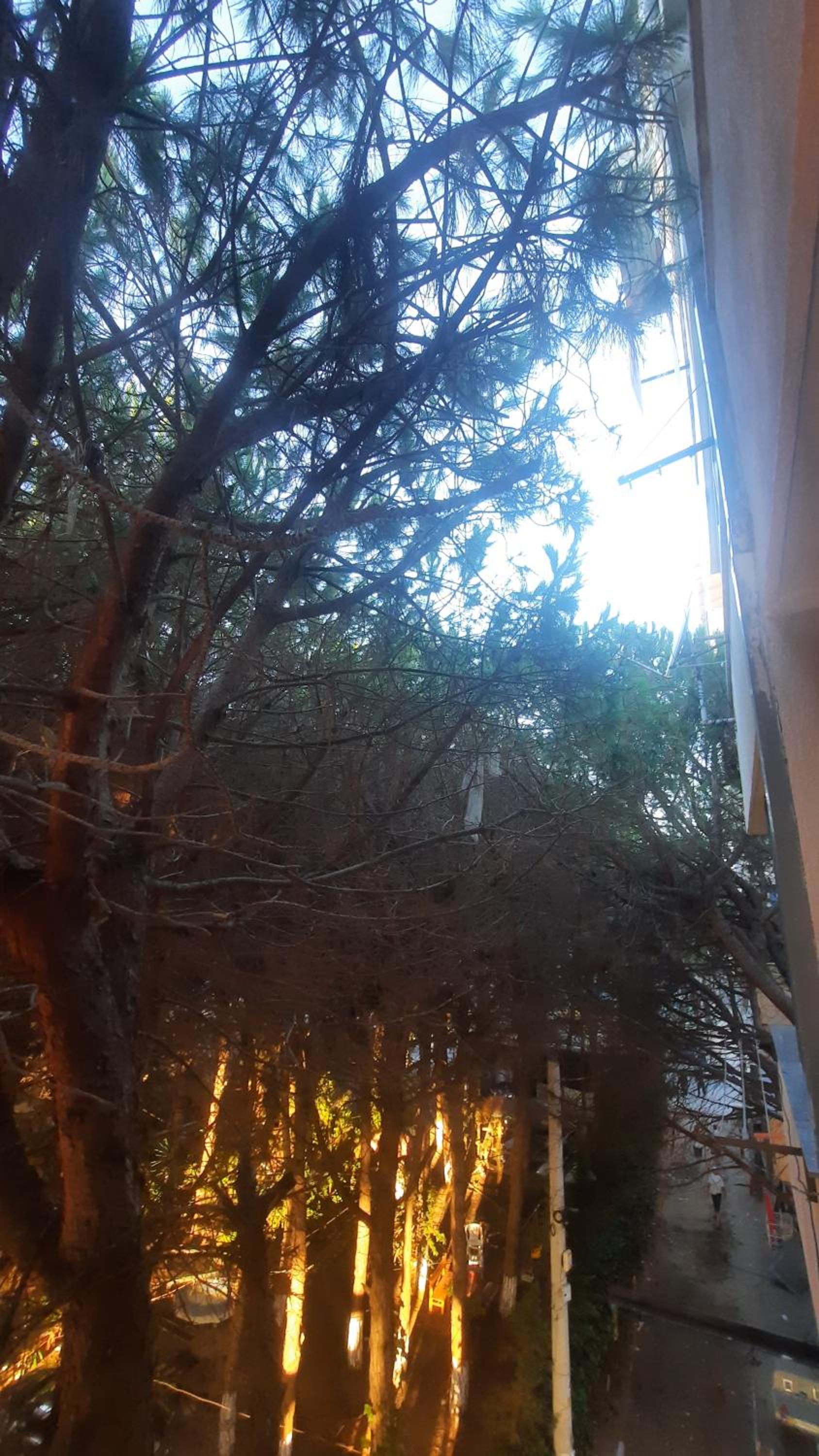 Pine Apartment 2 plus 1