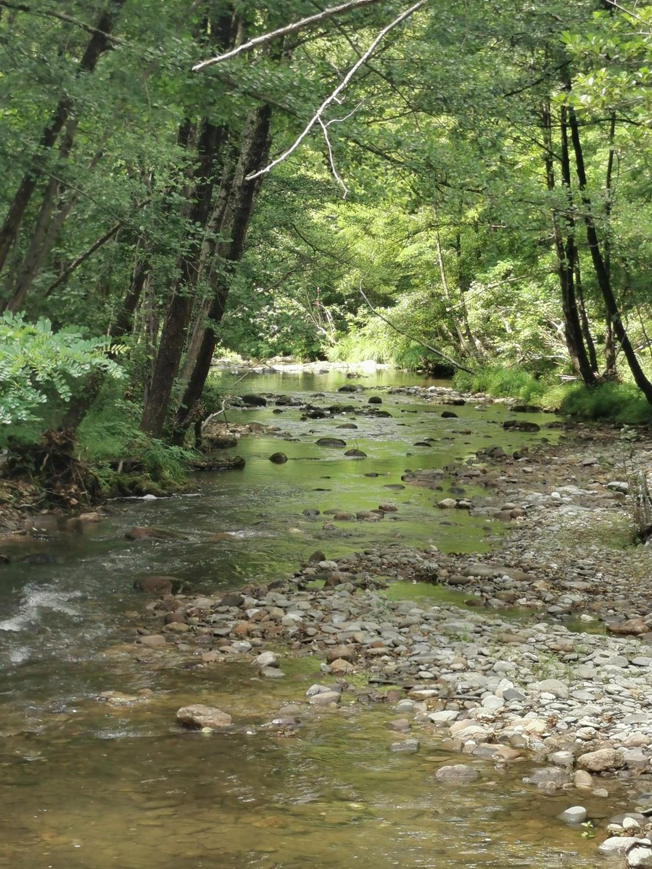 Mes Maisons - Two Gites with Private and Shared pools in Cévennes
