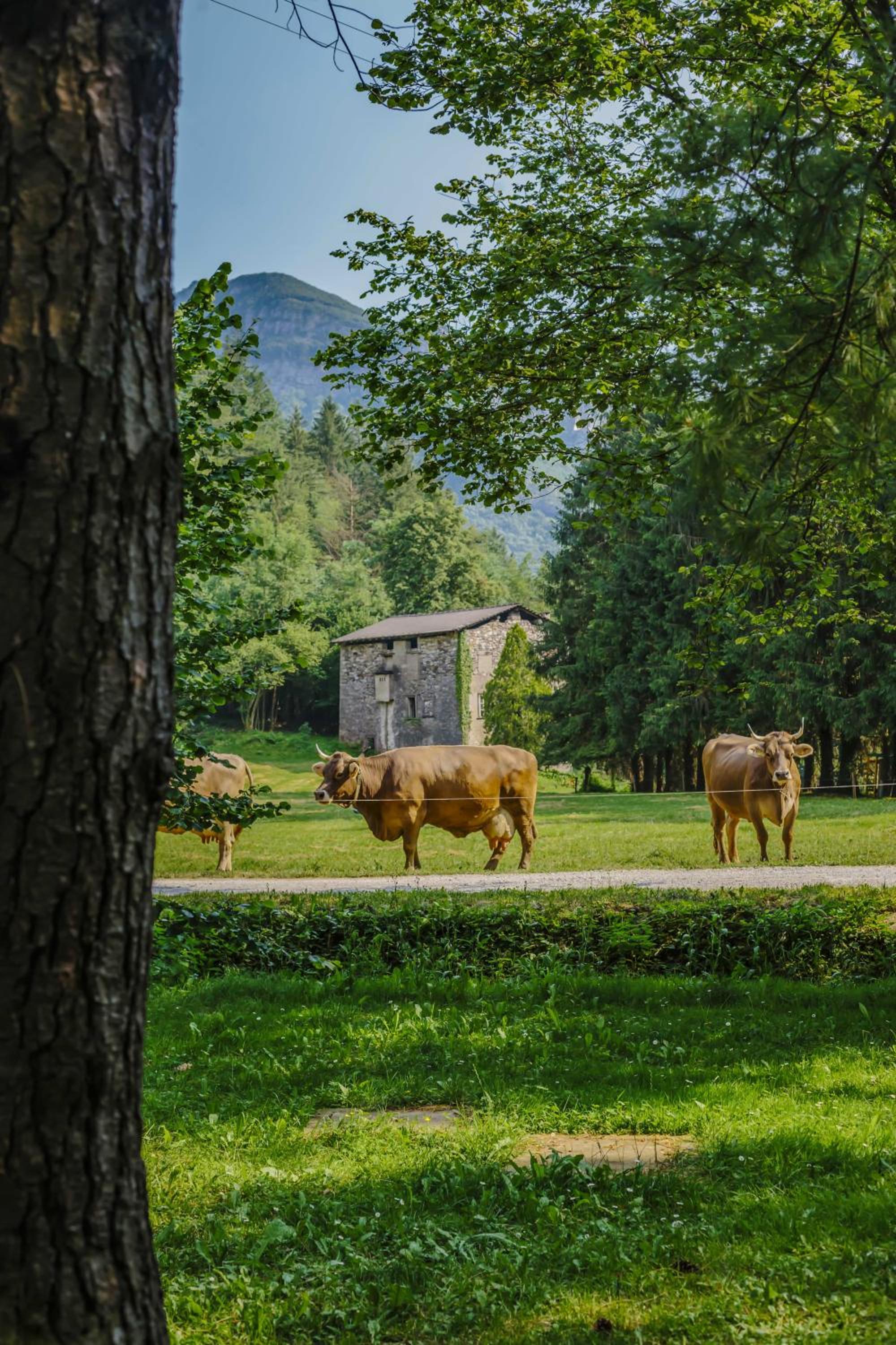 Agriturismo Ferdy
