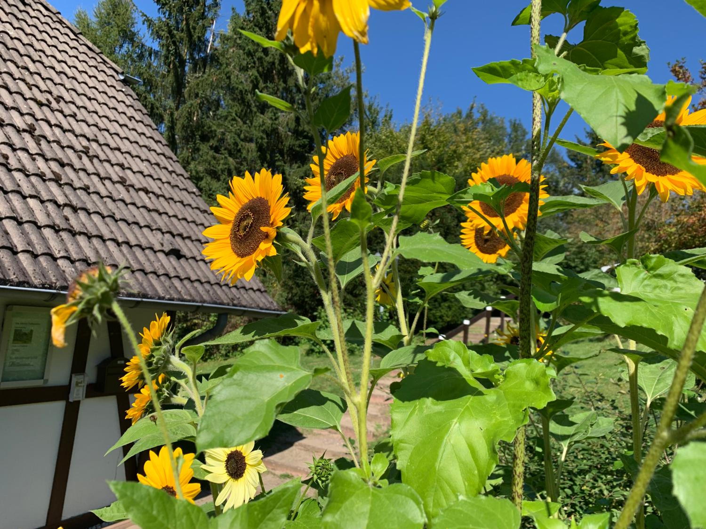 Die Kleine Ferienvilla Edersee