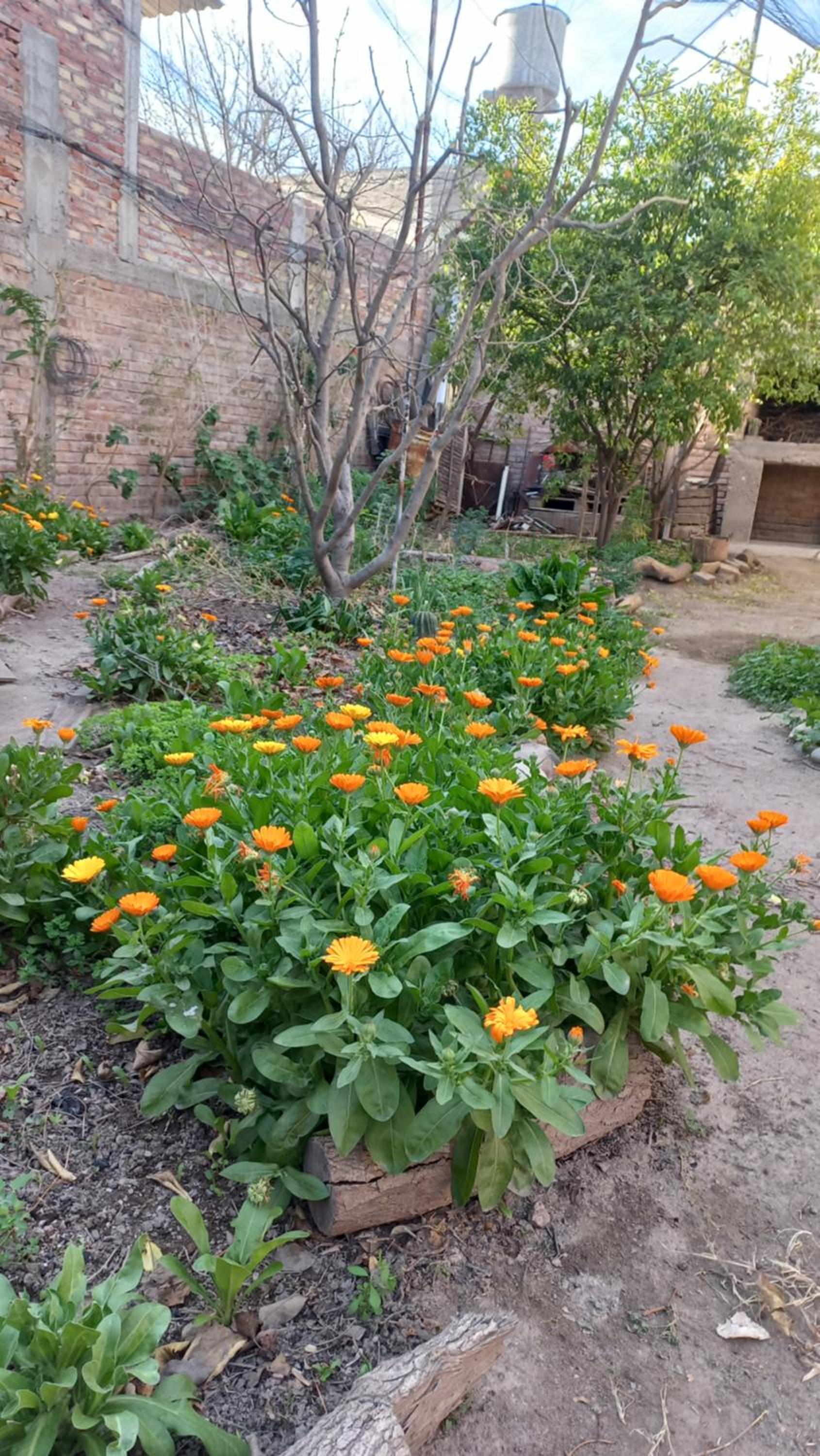 Casa Los Frutales San Rafael